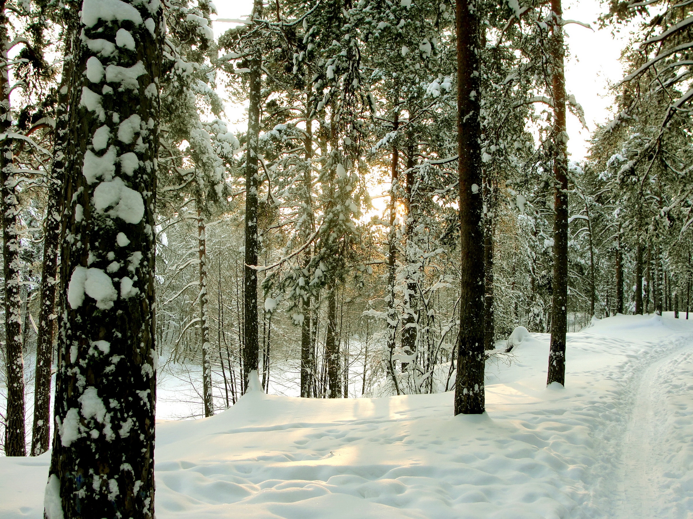 手機的101214屏保和壁紙冬天。 免費下載 树, 森林, 树干, 圣彼得堡 圖片