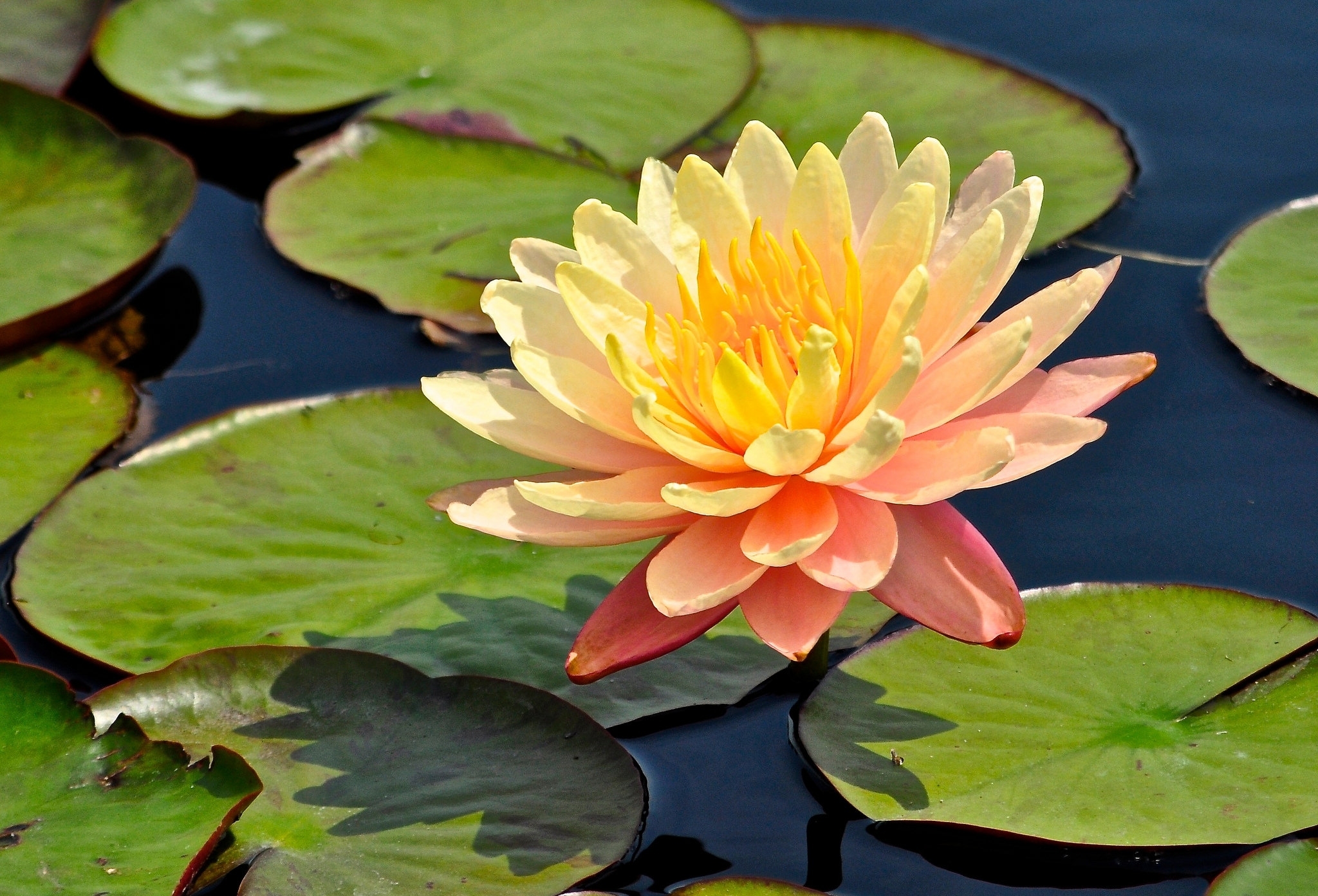 Цветы кувшинки фото на воде