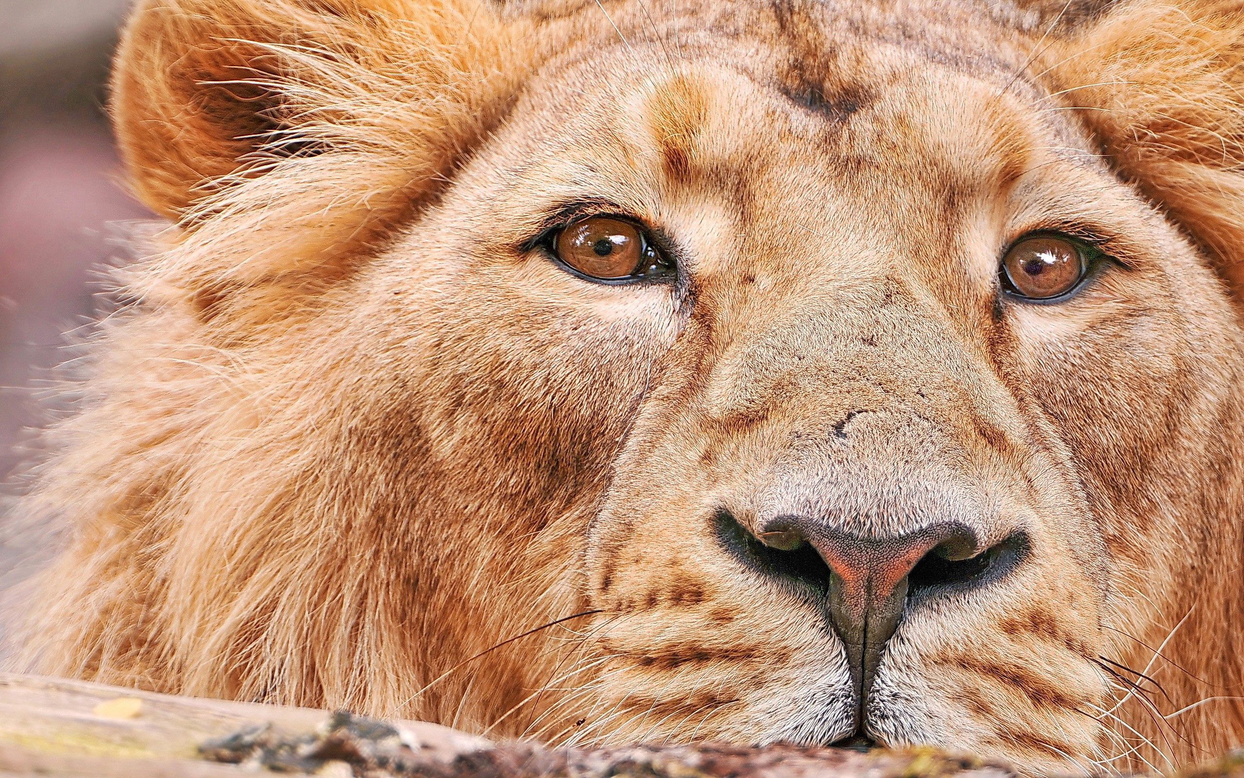 149098 Protetores de tela e papéis de parede Um Leão em seu telefone. Baixe predator, gato grande, predador, animais fotos gratuitamente