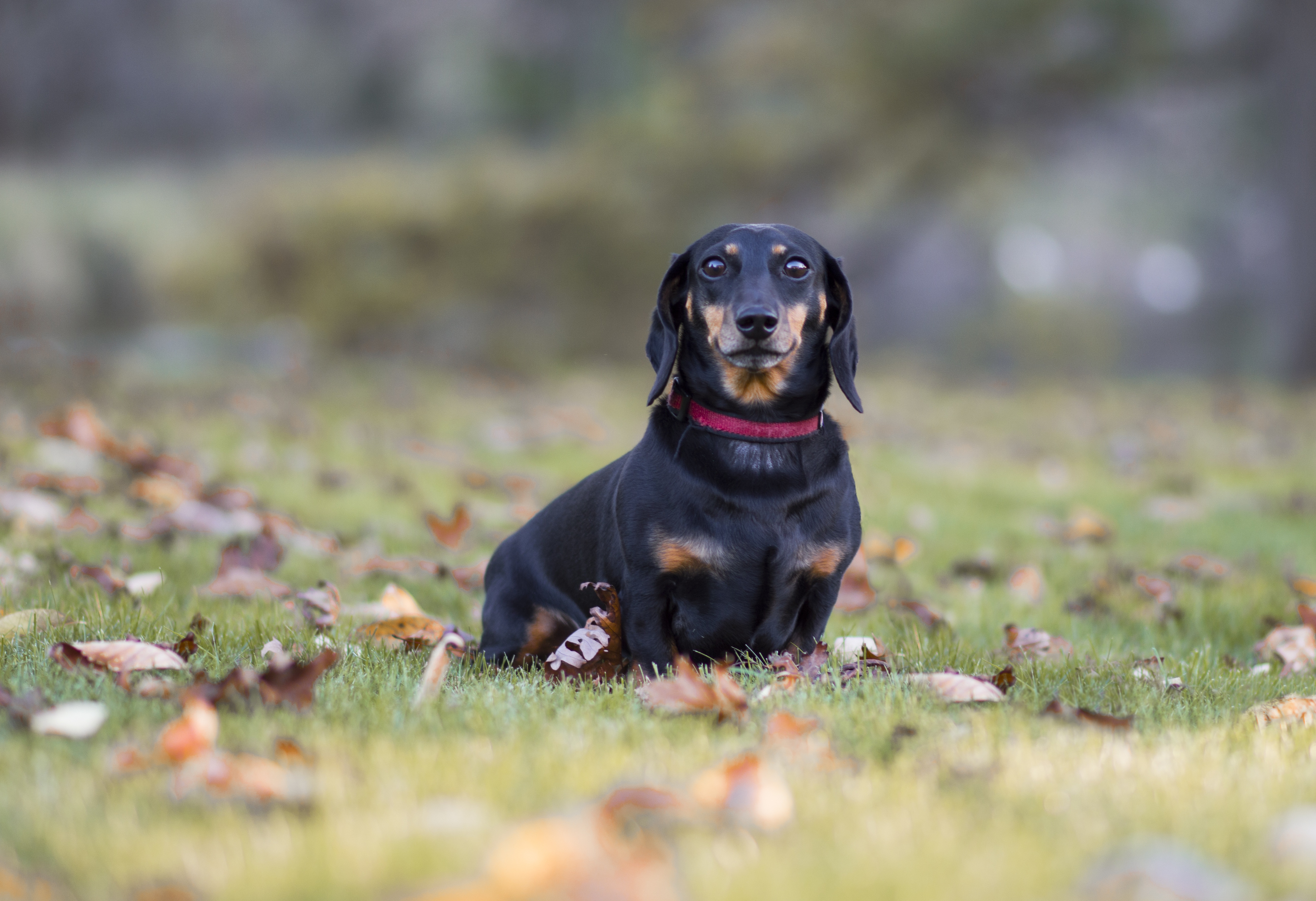 fallen leaves, collar, animals, dachshund Lawn HQ Background Images