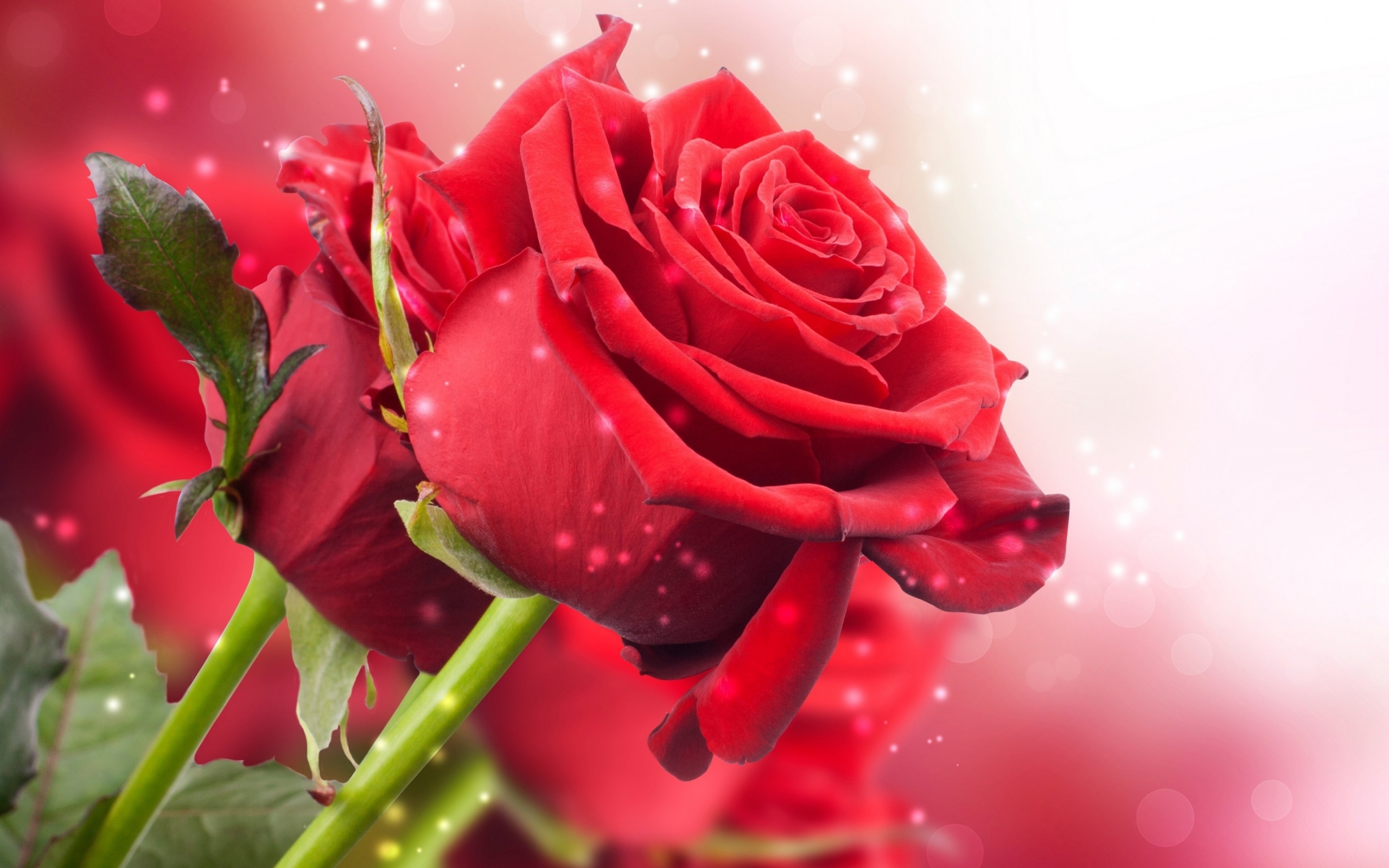 39678 Salvapantallas y fondos de pantalla Roses en tu teléfono. Descarga imágenes de rojo, plantas, flores gratis