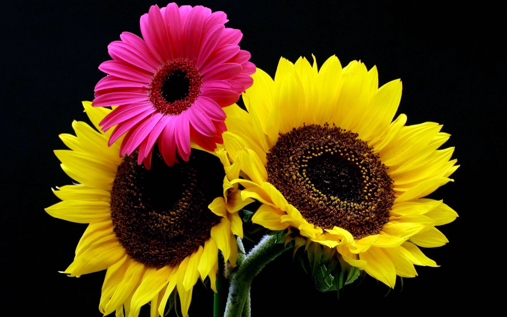 flowers, sunflower, earth Panoramic Wallpapers