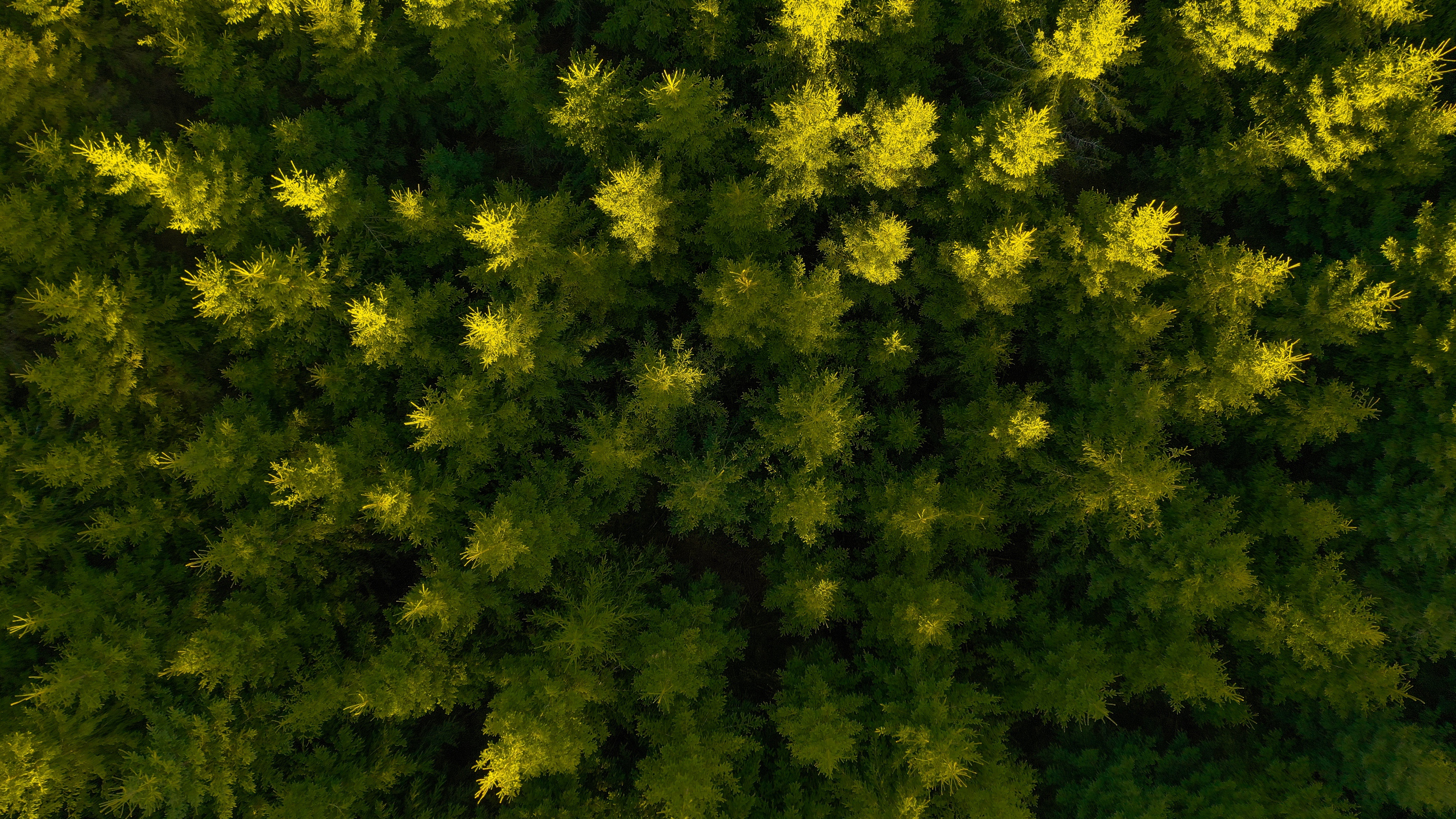 photography, aerial, forest, nature, spruce Phone Background