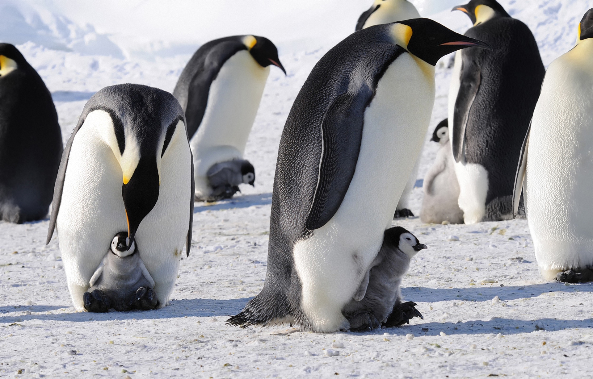 104595 Bildschirmschoner und Hintergrundbilder Pinguins auf Ihrem Telefon. Laden Sie tiere, imperial, arktis, herde Bilder kostenlos herunter