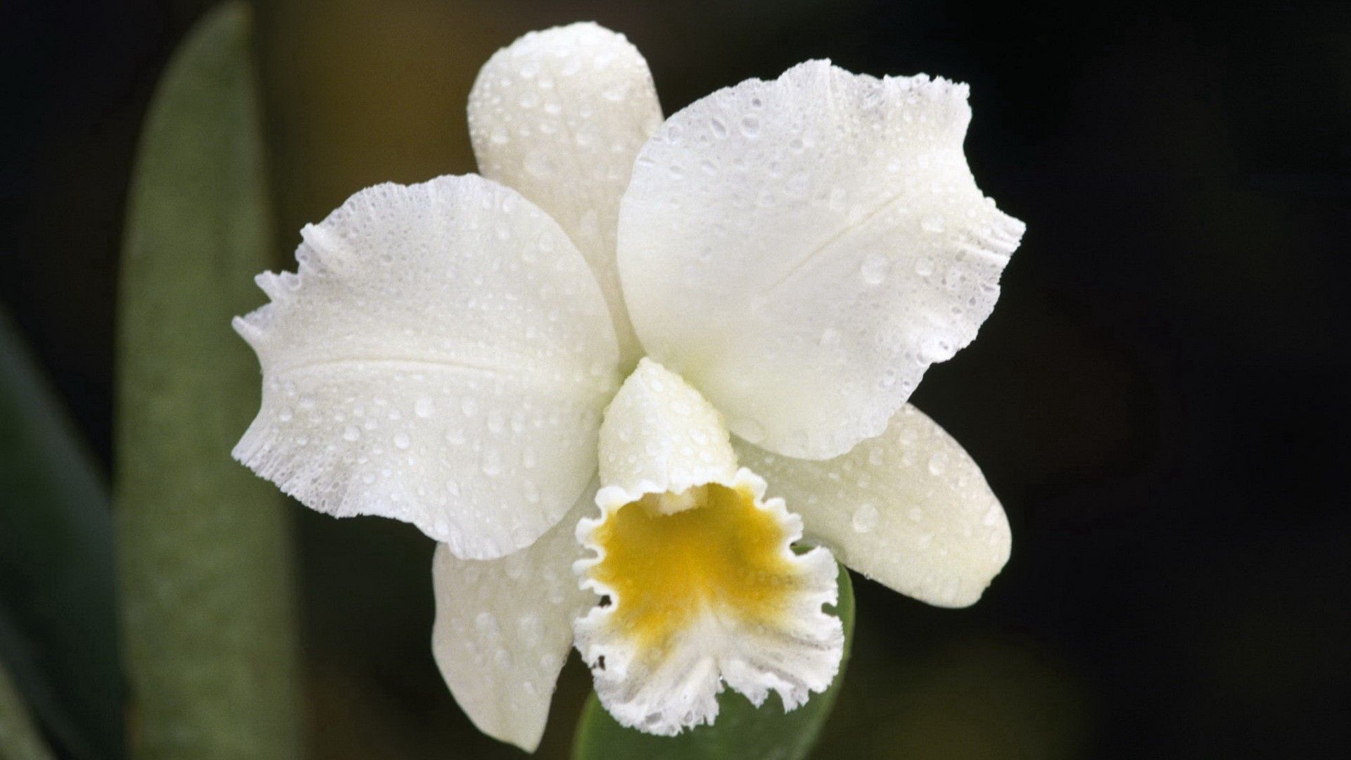 131599 télécharger le fond d'écran drops, blanc, fleur, macro, bourgeon, orchidée - économiseurs d'écran et images gratuitement