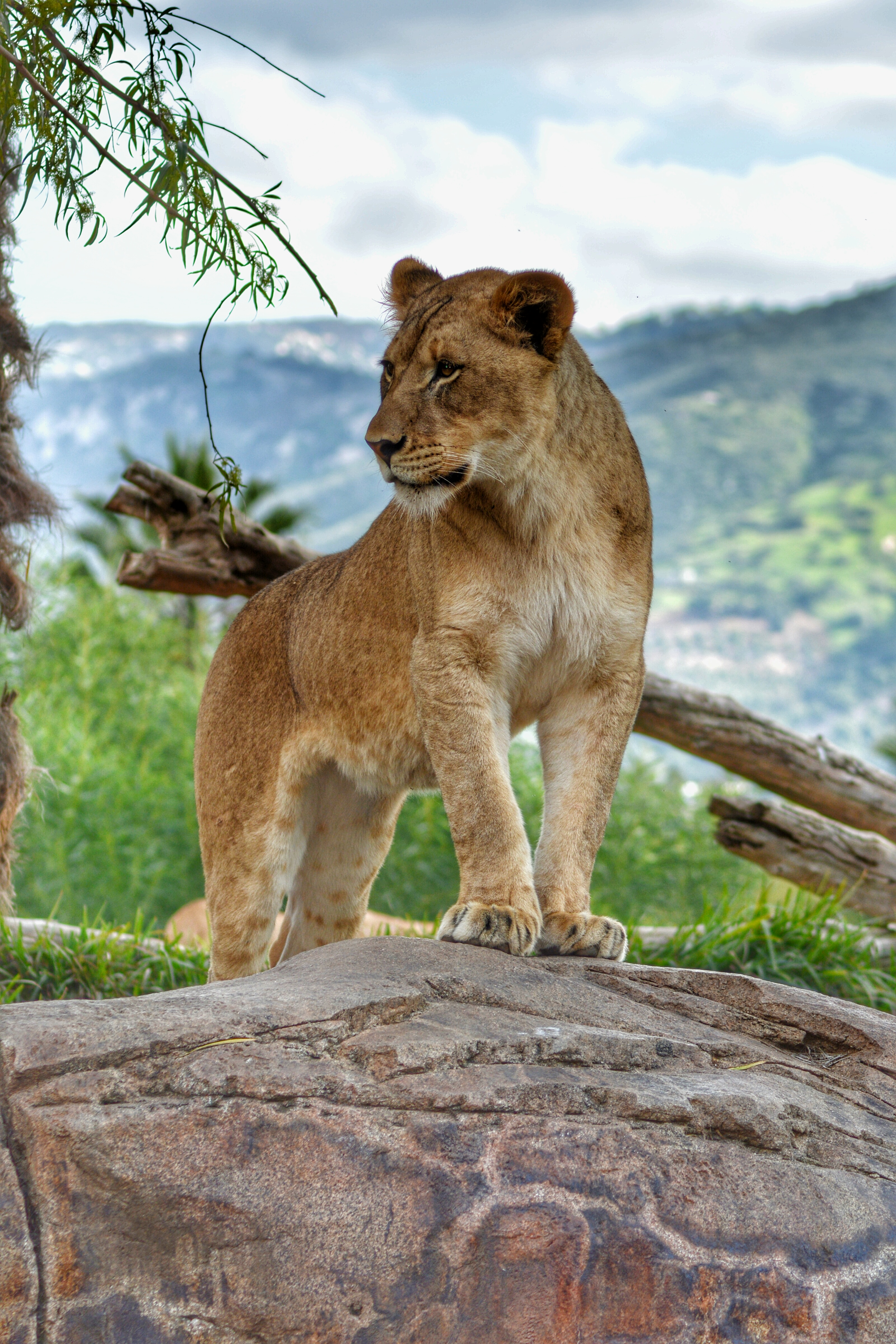 big cat, paws, animals Lioness HD Android Wallpapers