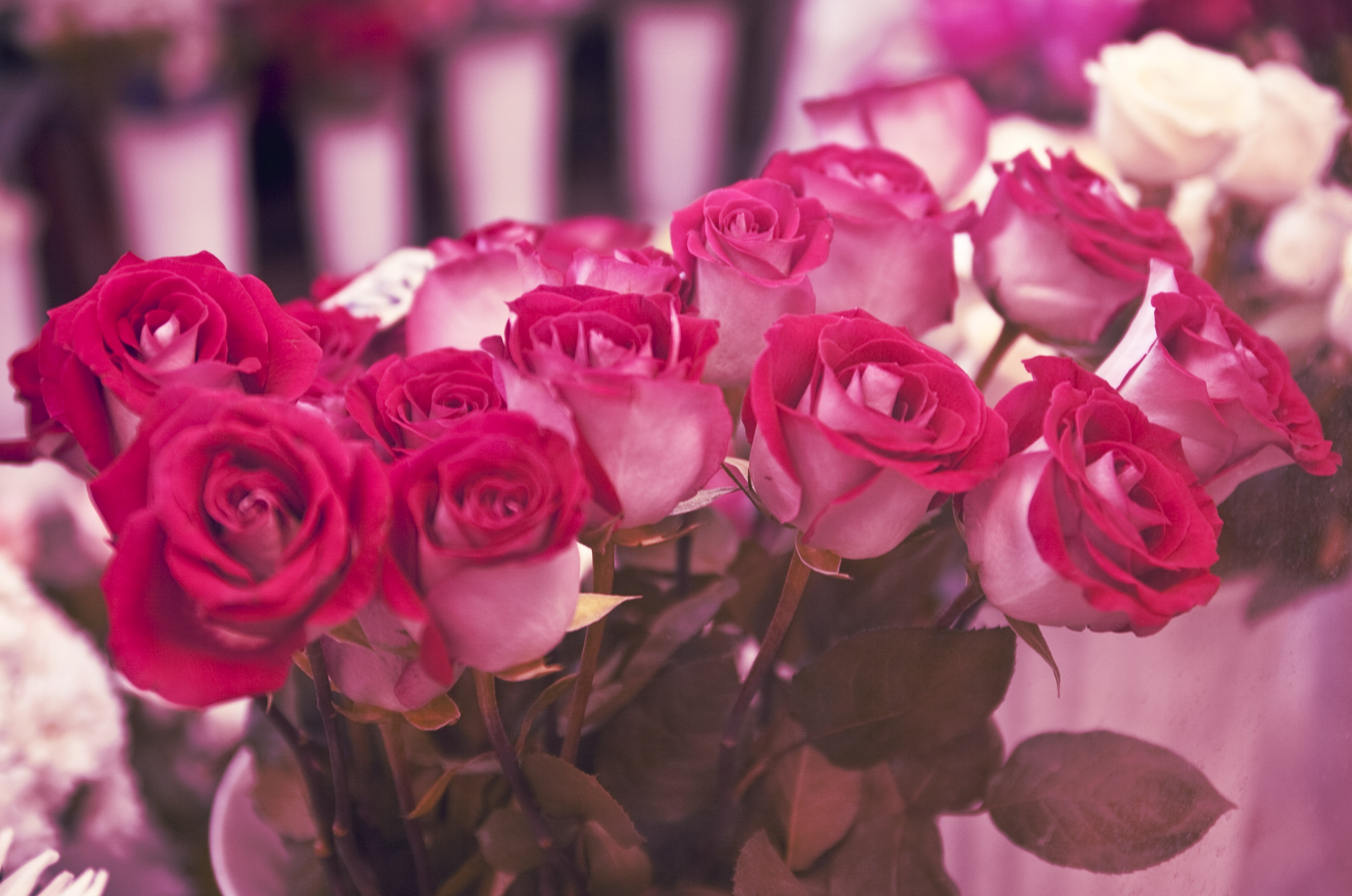 beauty, roses, flowers HD Wallpaper for Phone