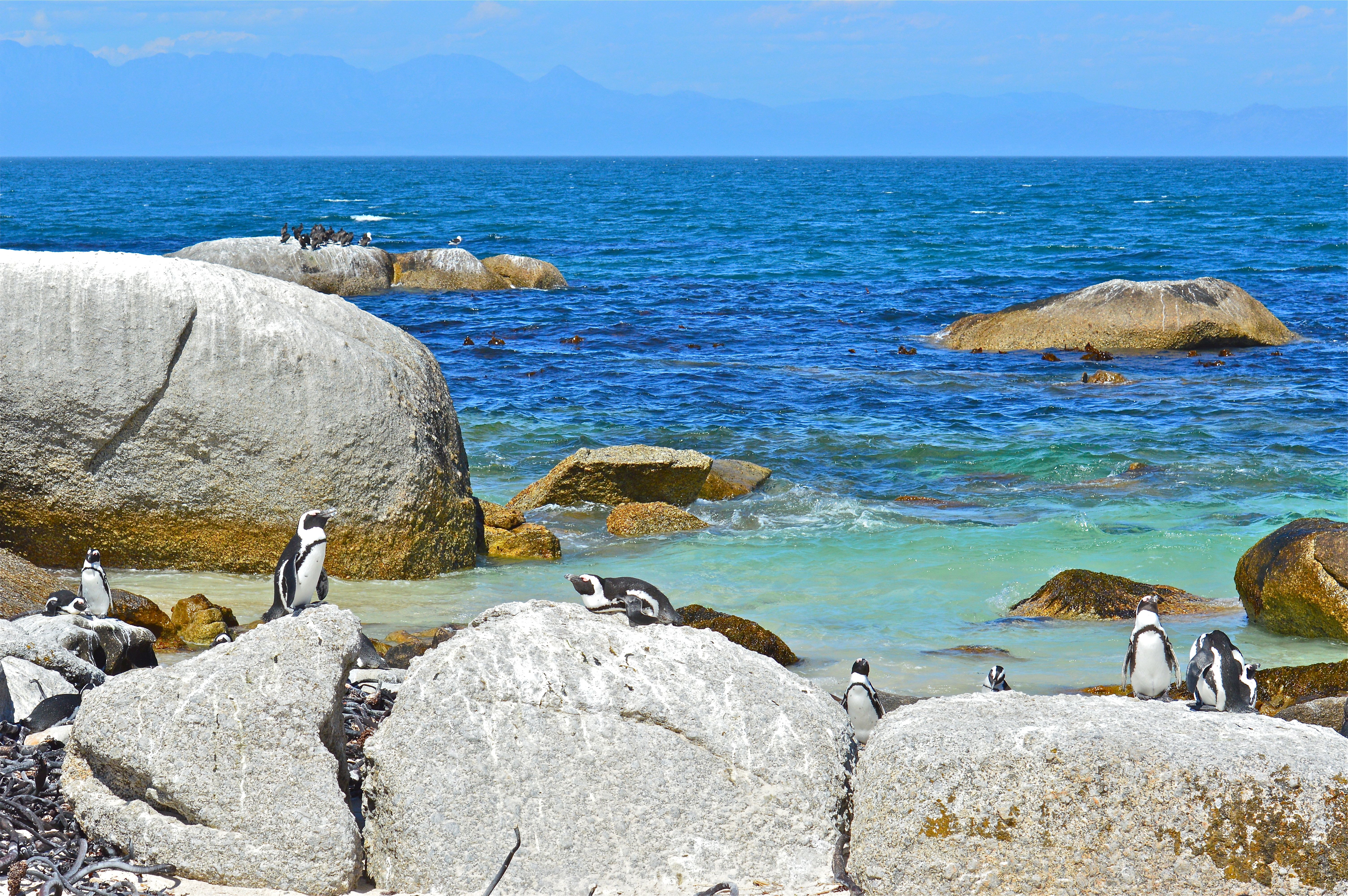 Handy-Wallpaper Tiere, Landschaft, Pinguins, Stones, Sea kostenlos herunterladen.