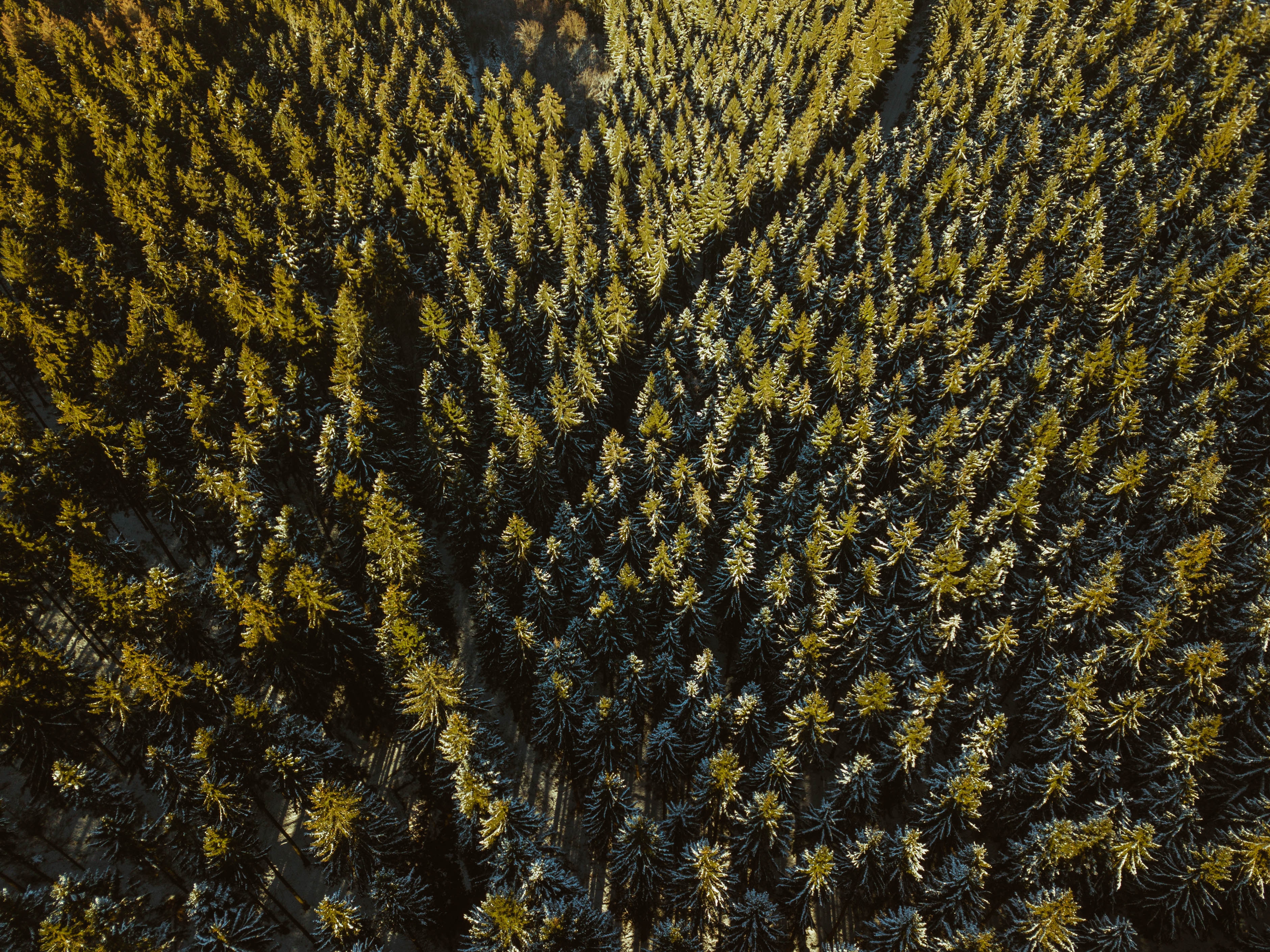 android nature, view from above, top, coniferous, forest, thick, tops, trails