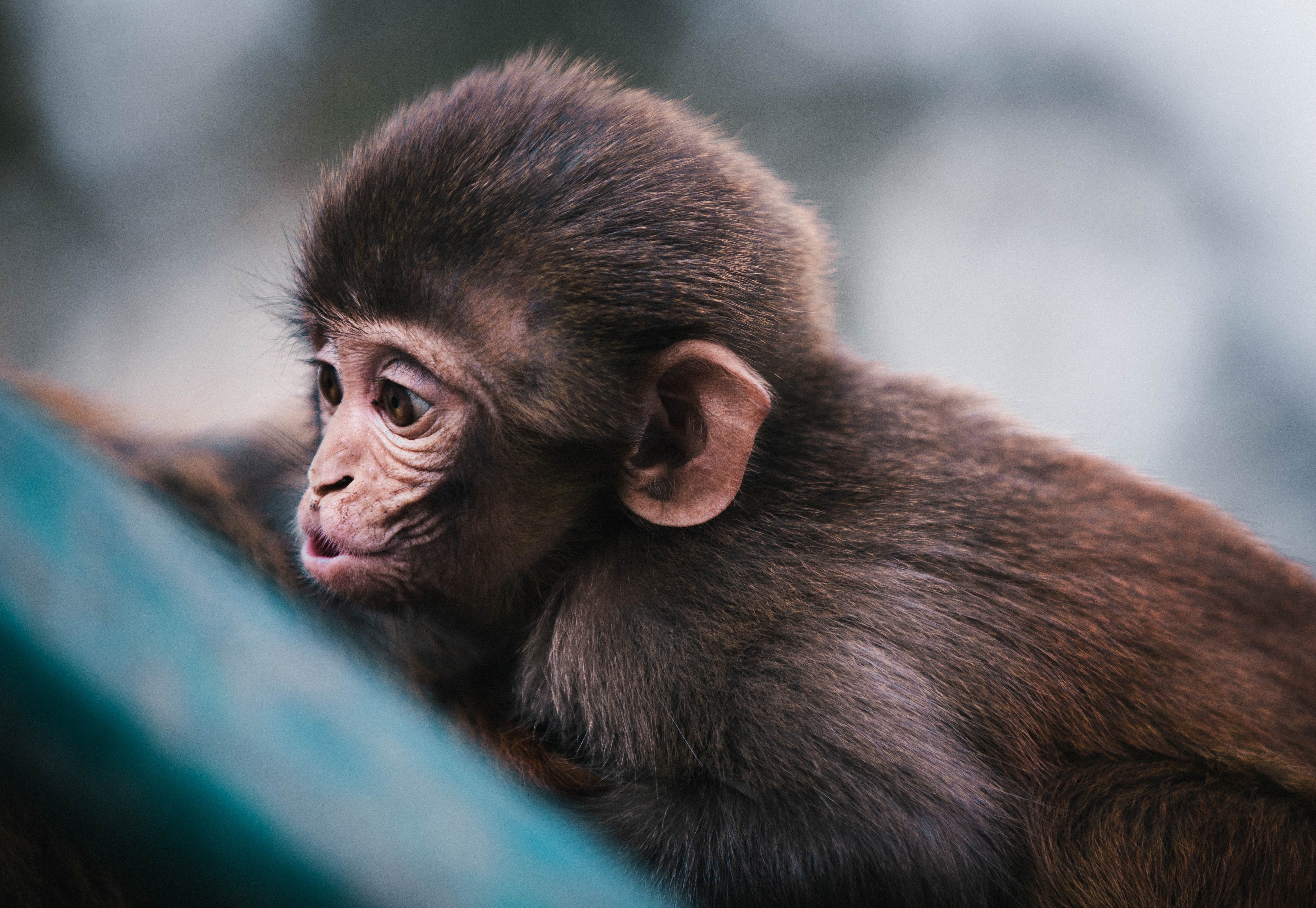 Laden Sie das Tiere, Schnauze, Affe, Ein Affe, Marmoset-Bild kostenlos auf Ihren PC-Desktop herunter