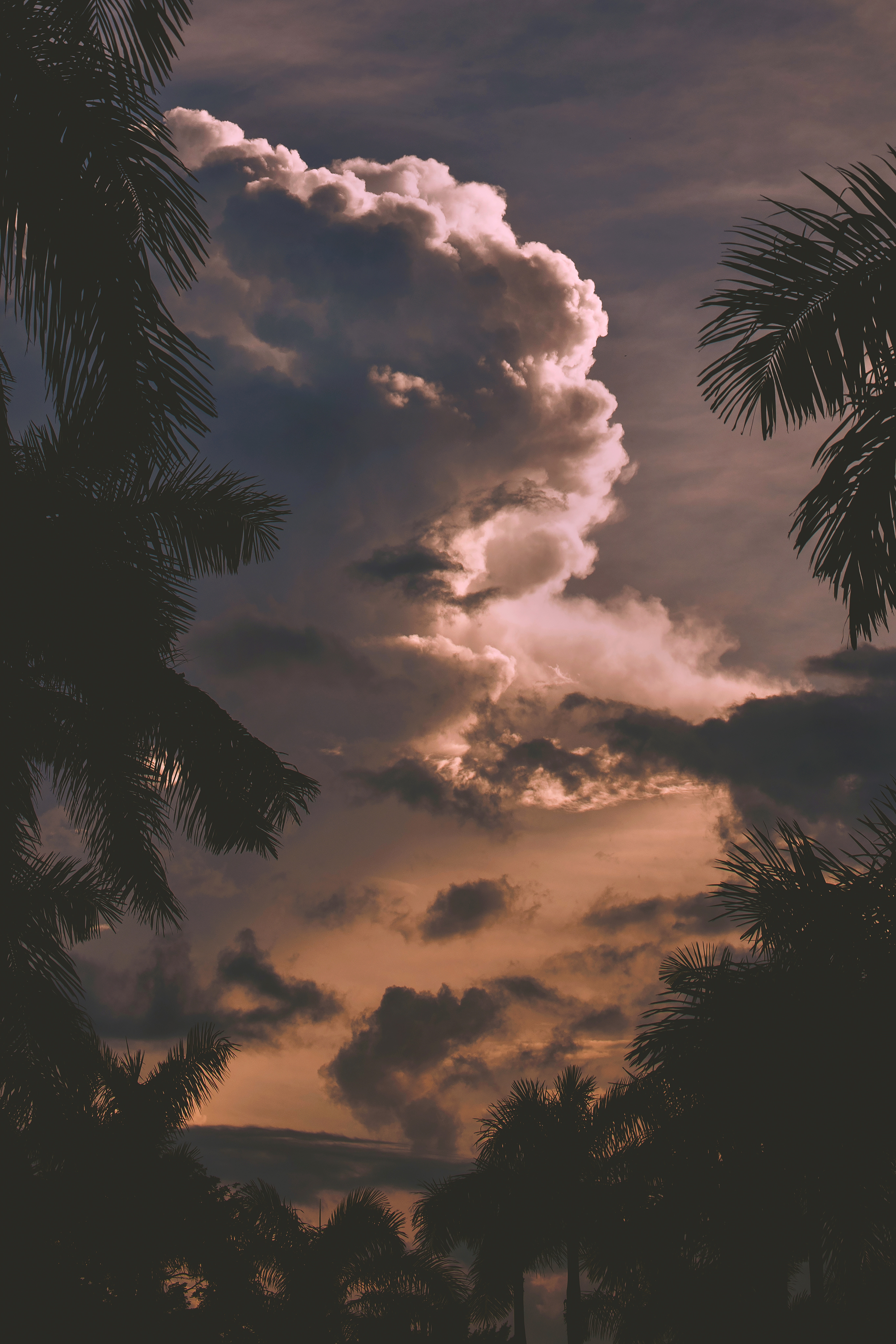 clouds, nature, trees, sunset, palms, branches 8K