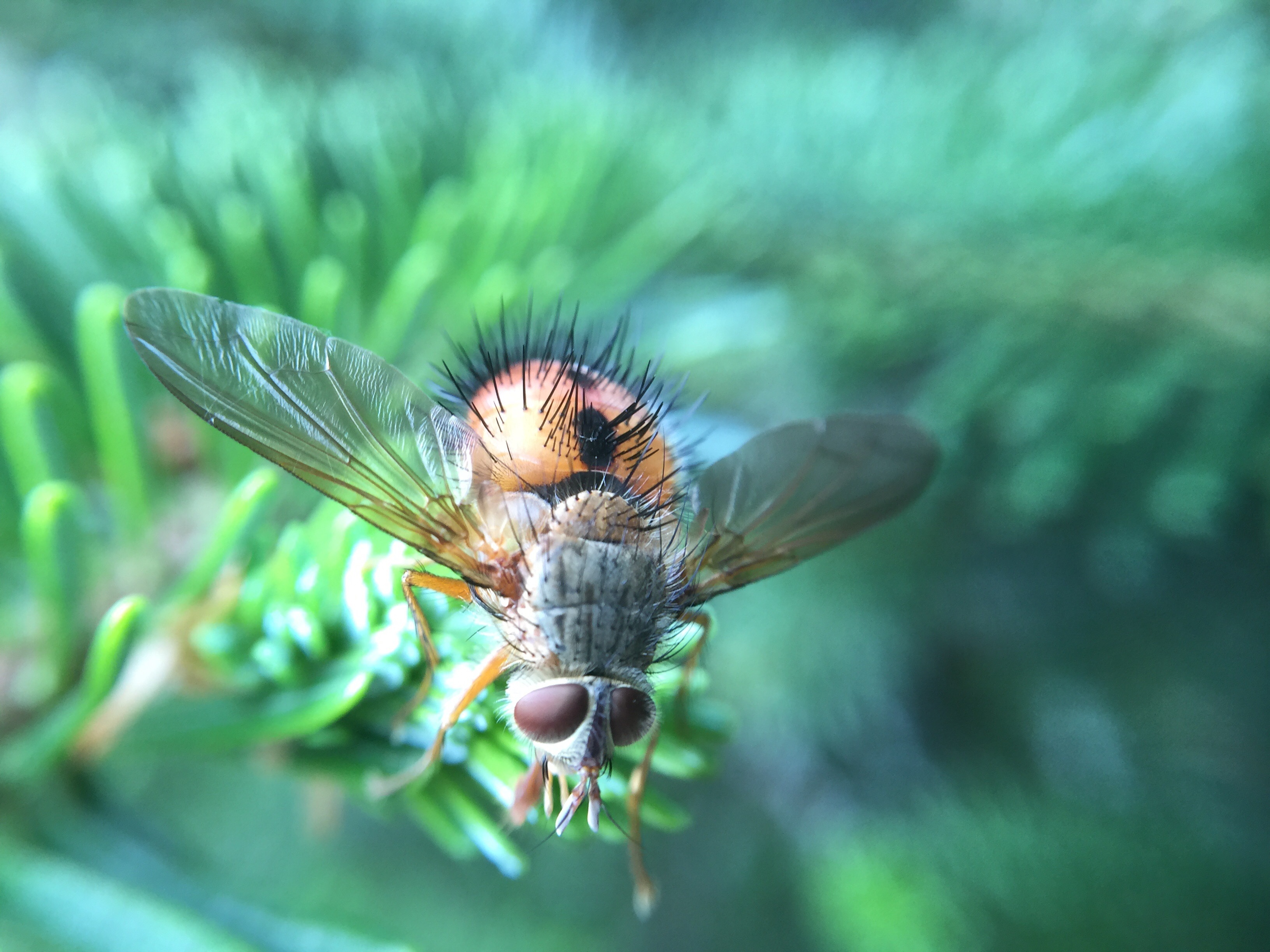 143009 Hintergrundbild herunterladen käfer, makro, nahaufnahme, insekt, fehler - Bildschirmschoner und Bilder kostenlos