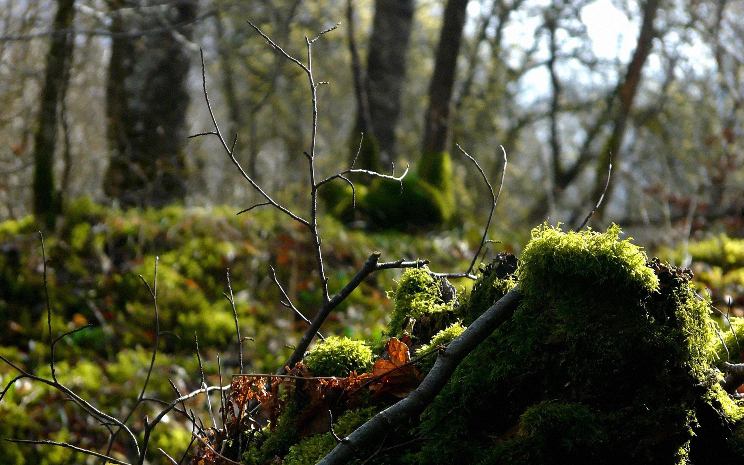 100699 Screensavers and Wallpapers Moss for phone. Download nature, forest, branch, moss pictures for free