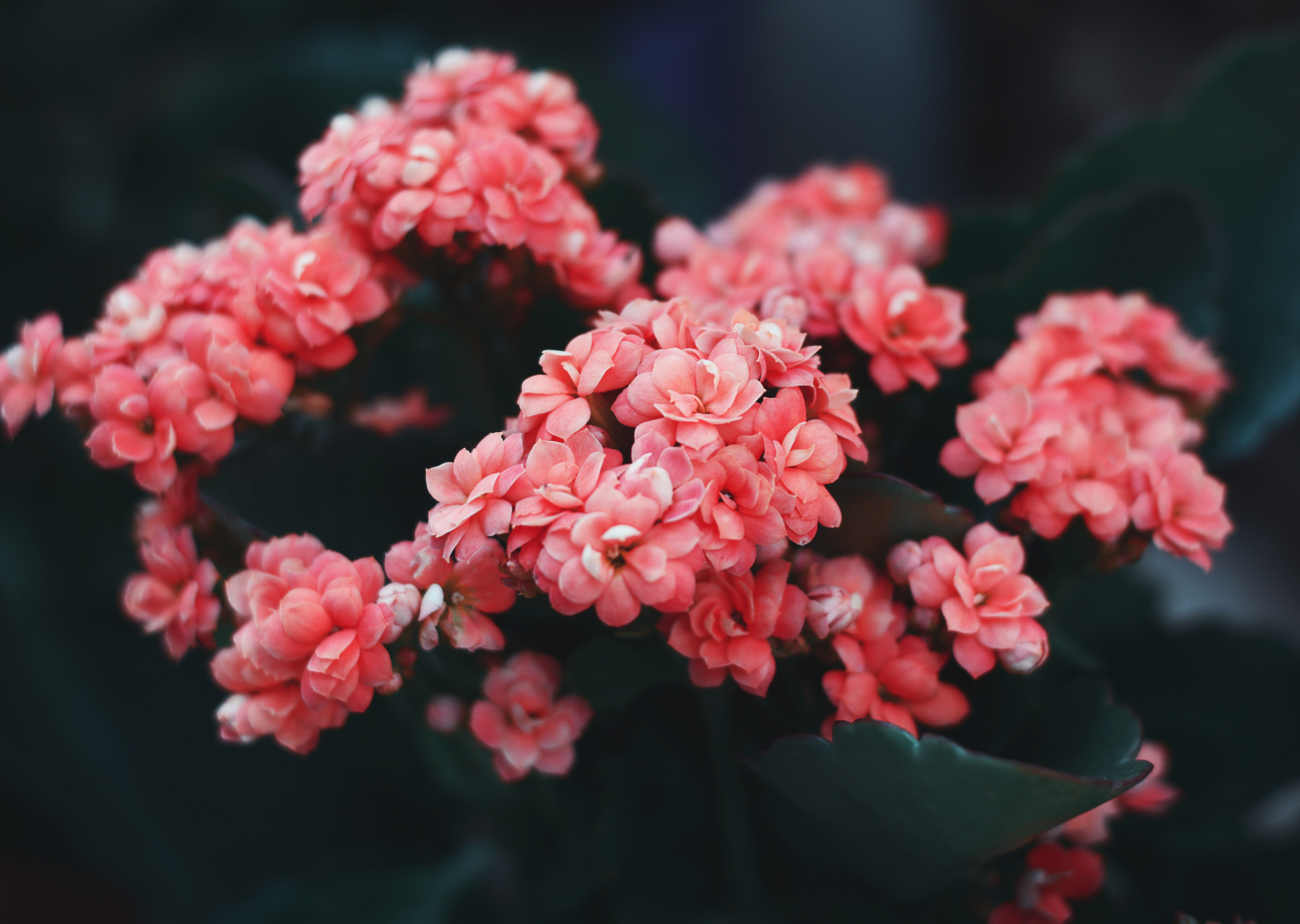 95488 descargar fondo de pantalla flores, rosa, arbusto, florecer, floración, rosado, flor silvestre: protectores de pantalla e imágenes gratis