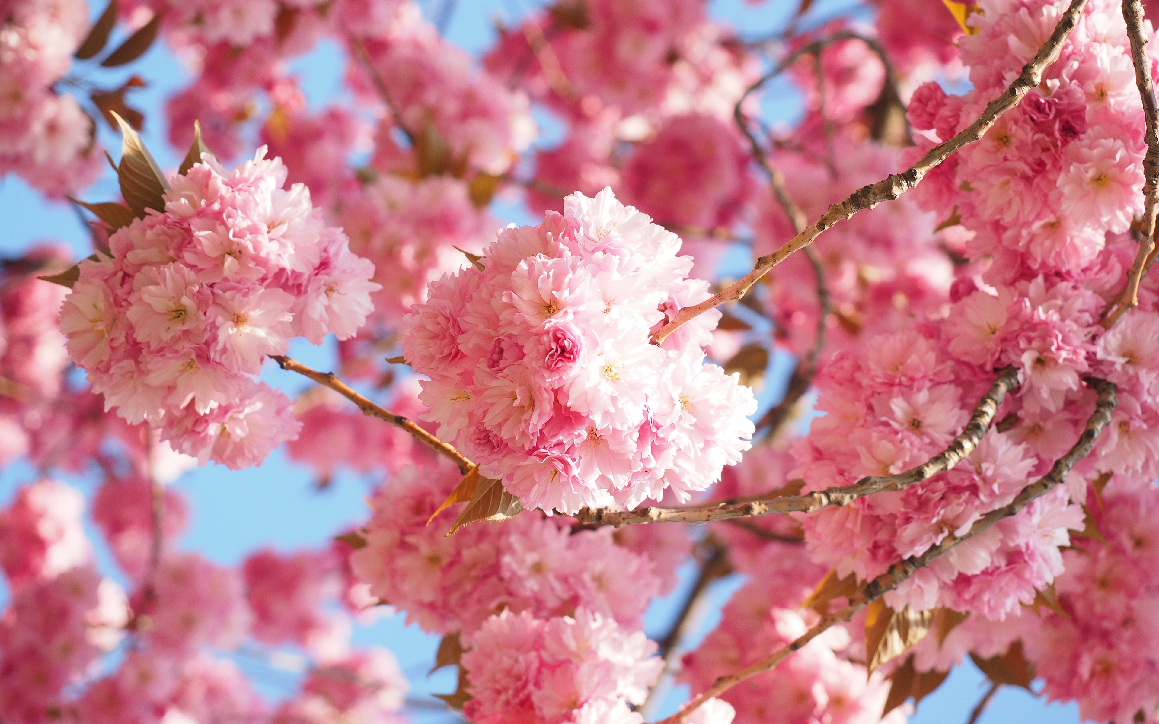 755455 télécharger le fond d'écran terre/nature, sakura, floraison, printemps - économiseurs d'écran et images gratuitement