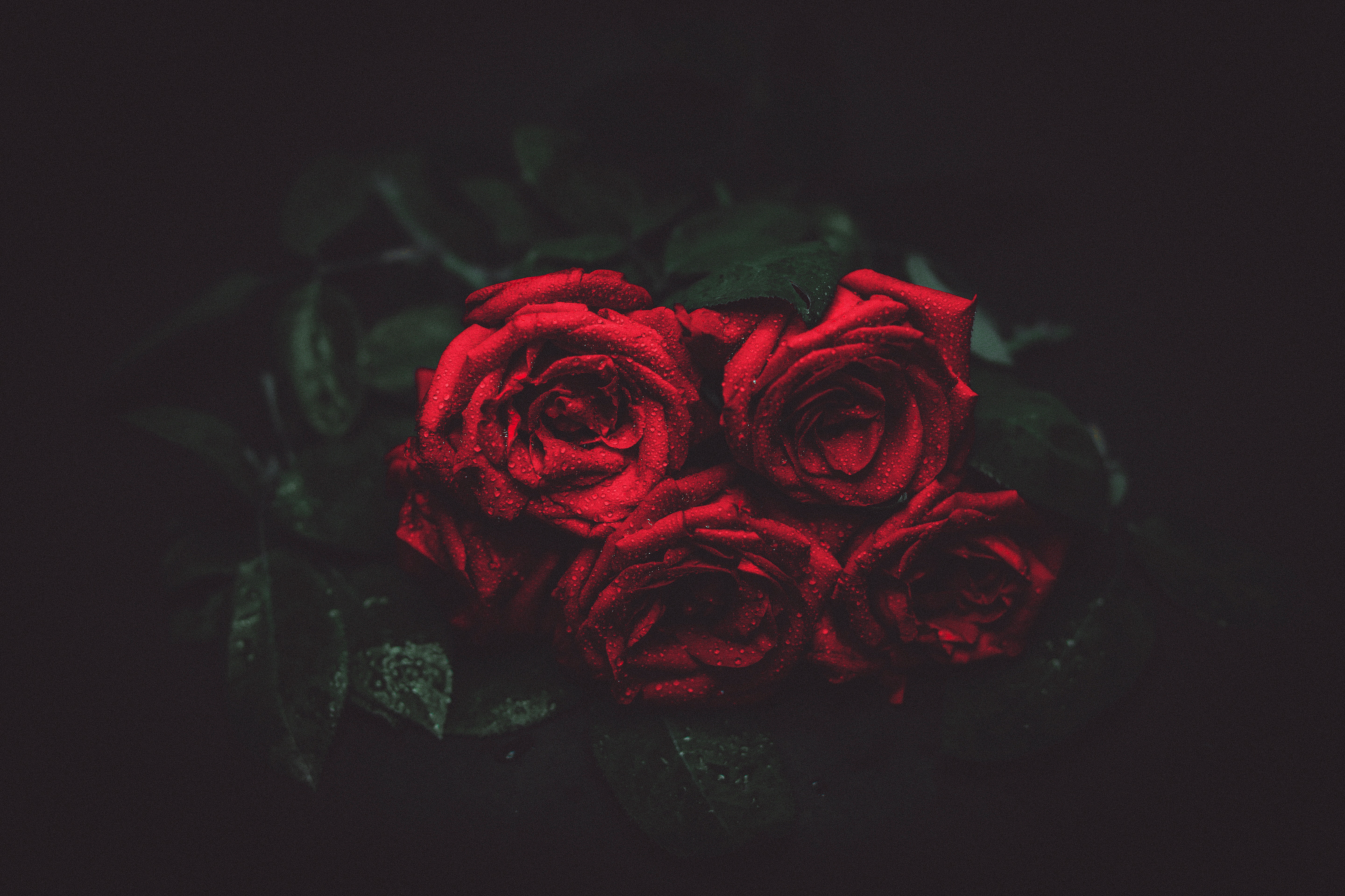 57050 Hintergrundbild herunterladen roses, drops, dunkel, dunkler hintergrund, dunkle hintergründe, knospen - Bildschirmschoner und Bilder kostenlos