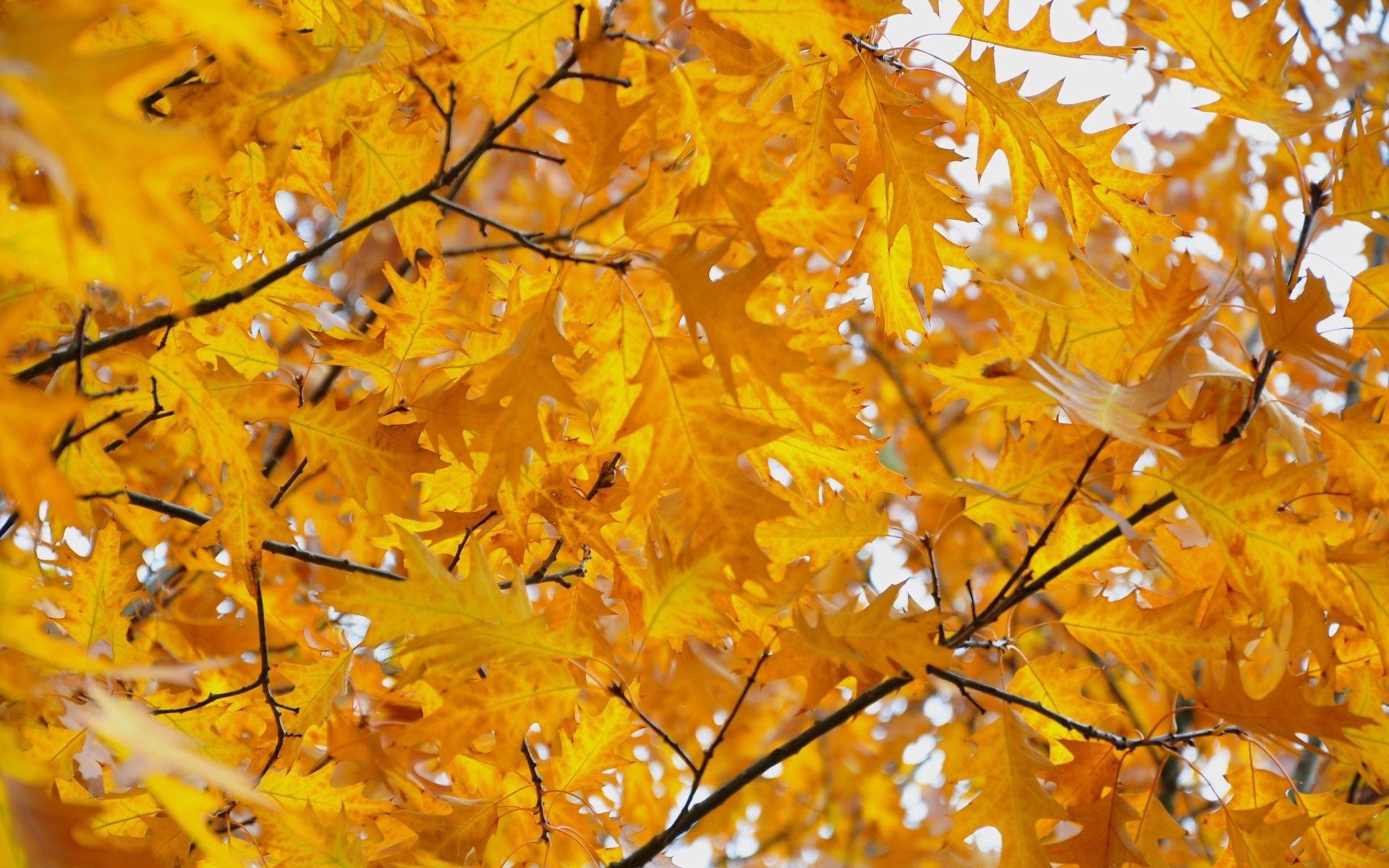 135343 скачать обои октябрь, листья, осень, природа, желтые - заставки и картинки бесплатно
