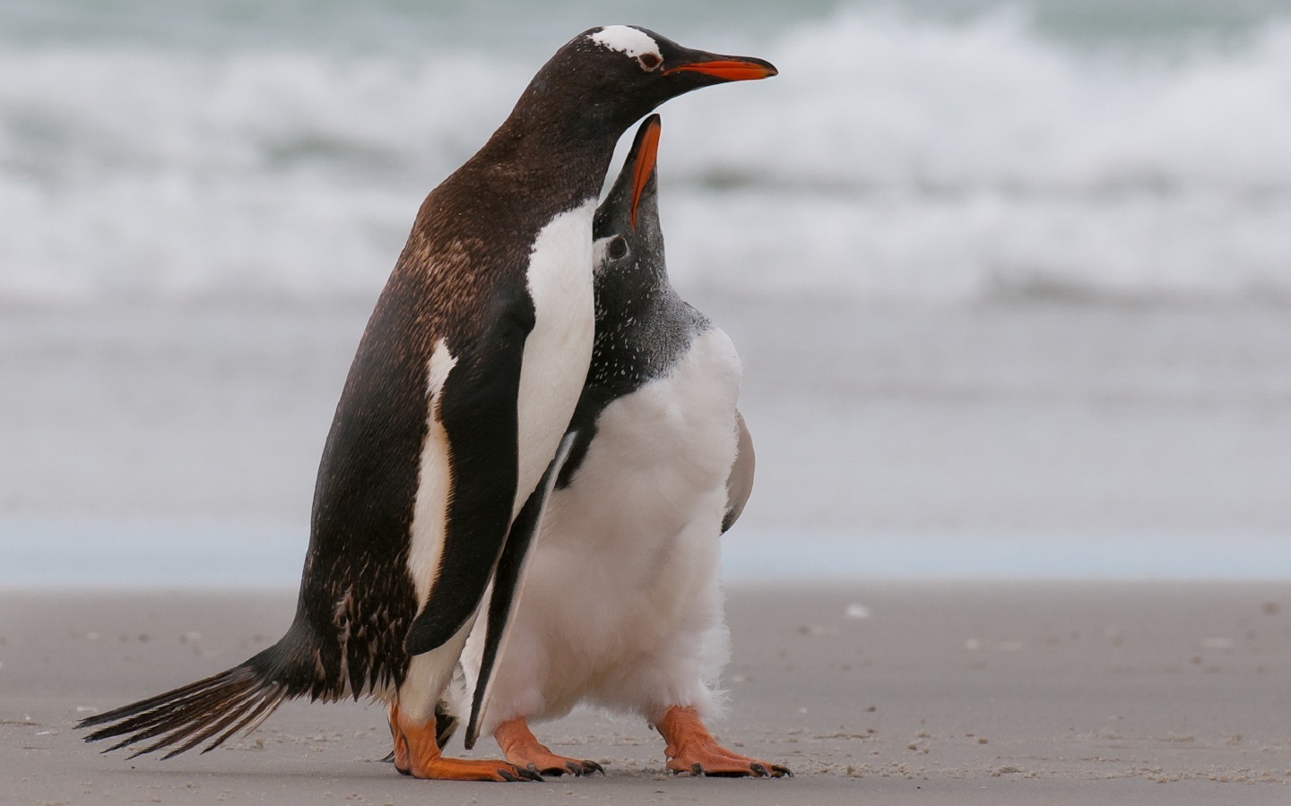 29129 Bild herunterladen tiere, vögel, pinguins, grau - Hintergrundbilder und Bildschirmschoner kostenlos
