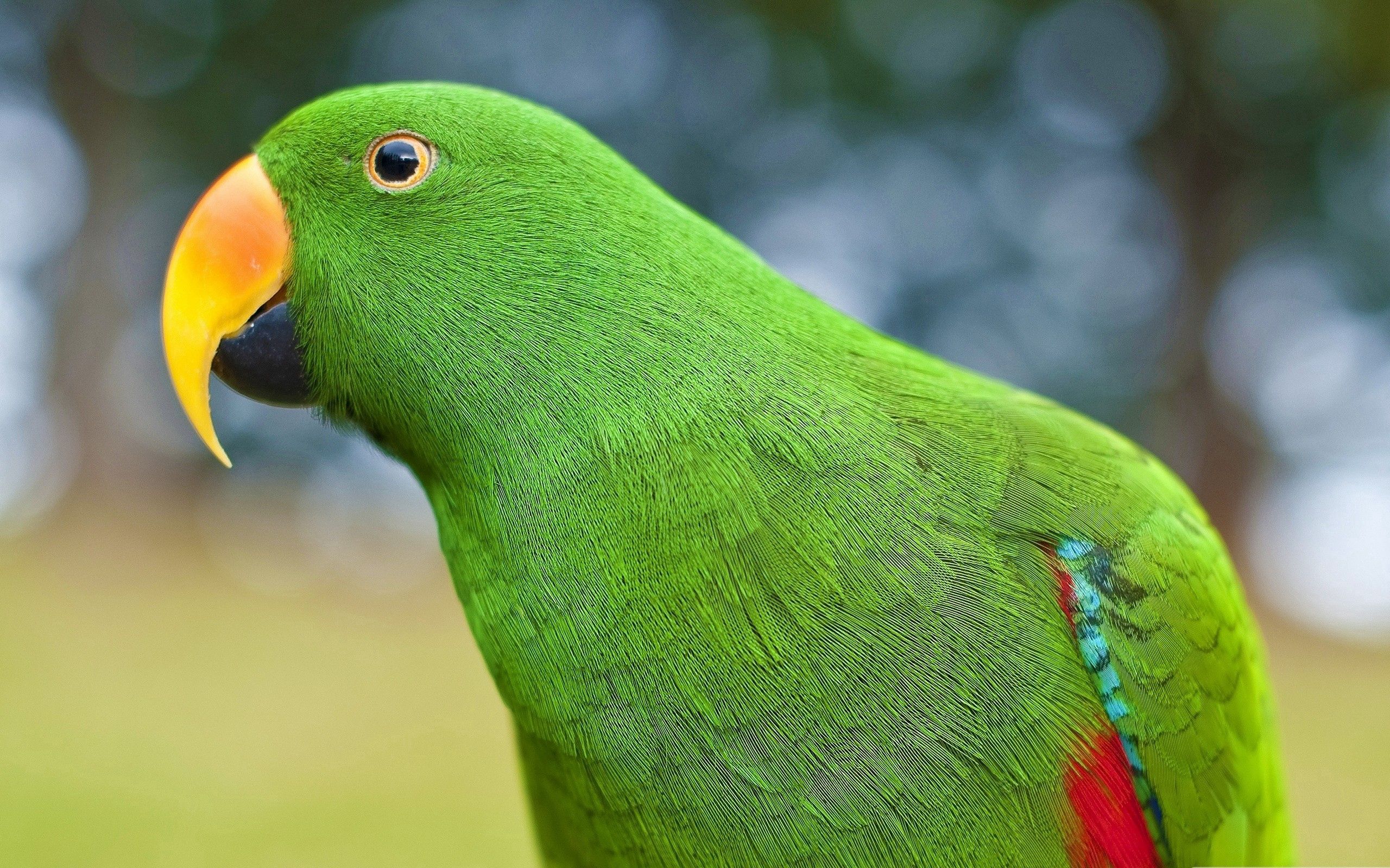 82787 download wallpaper parrots, animals, bird, beak screensavers and pictures for free