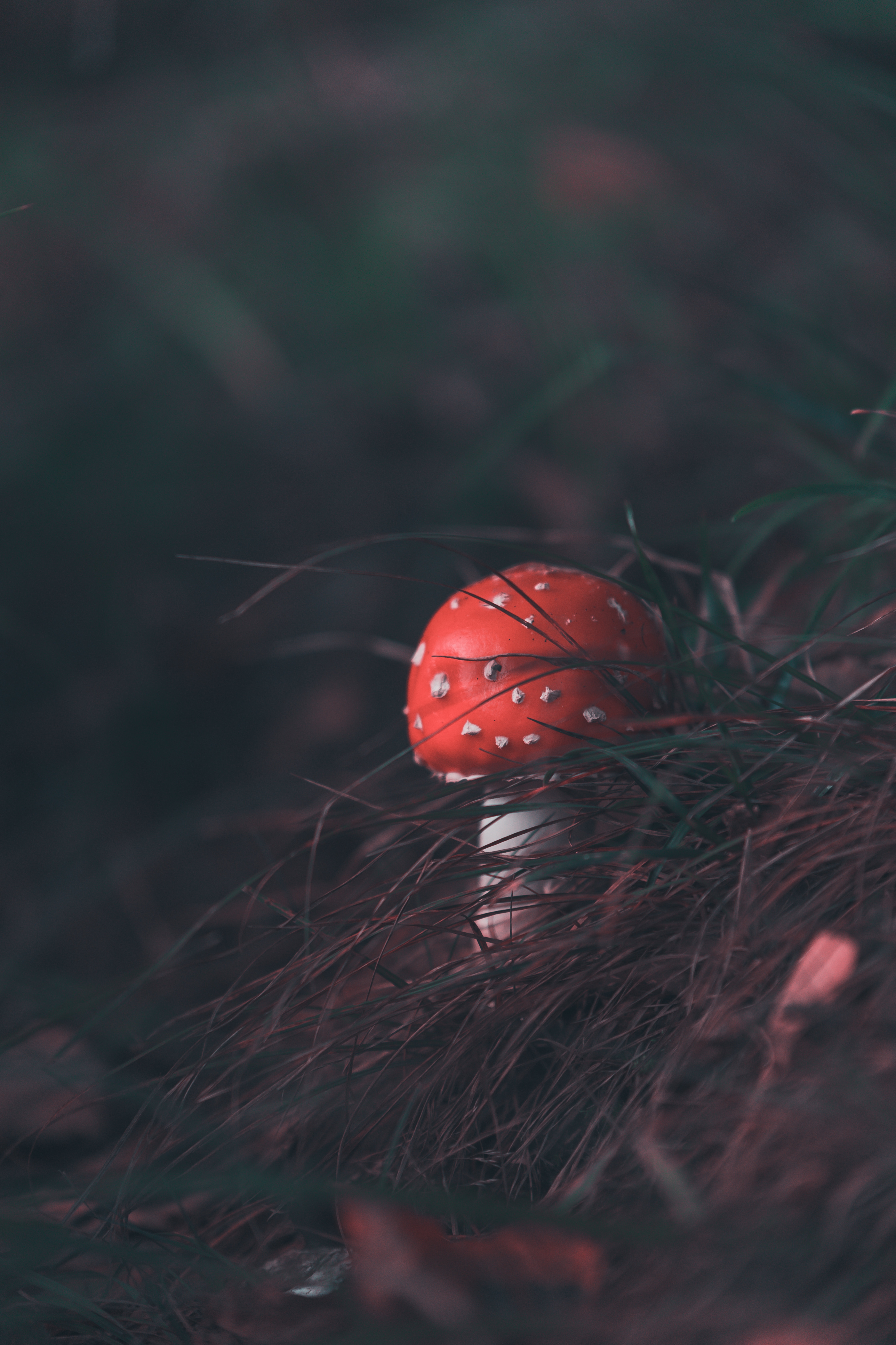 smooth, nature, mushroom, grass, fly agaric, blur