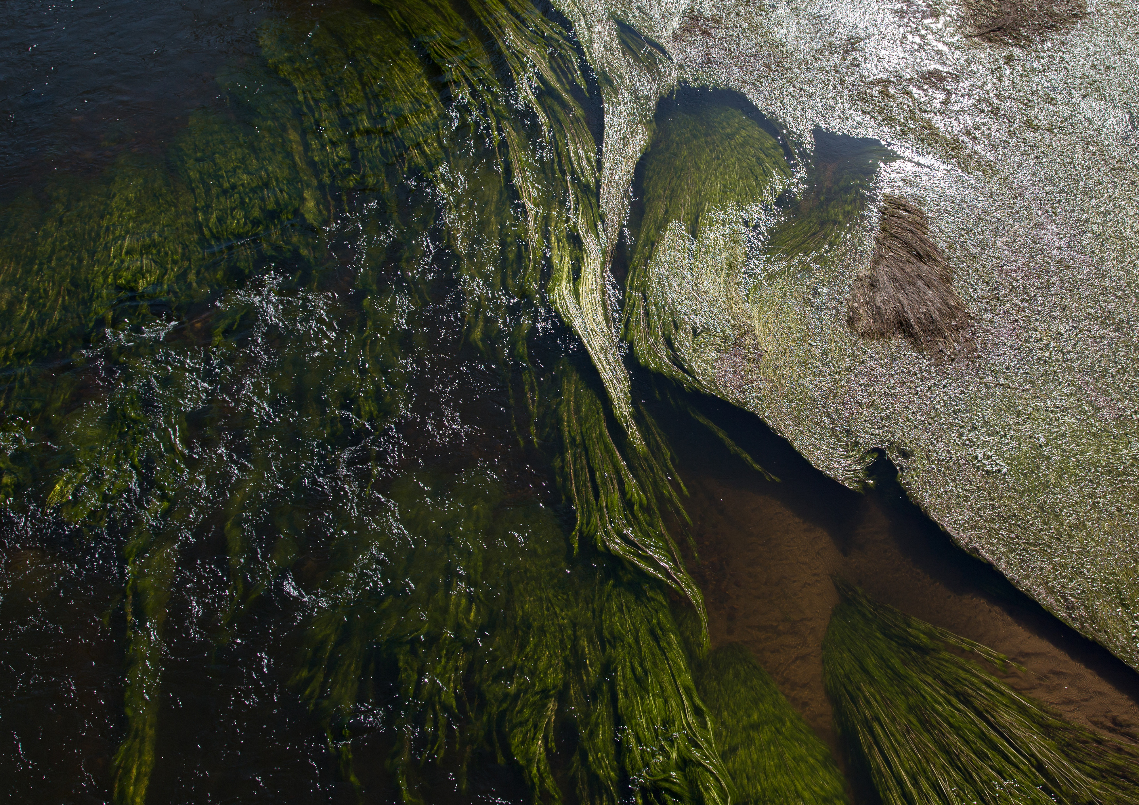 Images & Pictures algae, waves, nature, glare Seaweed