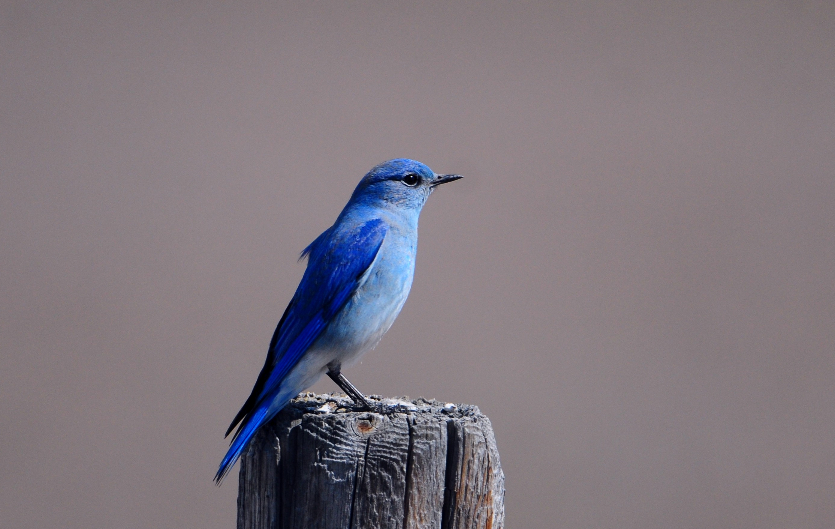 wings, animals, bird, sit, color, stump, penek, blue bird, bluebird phone background