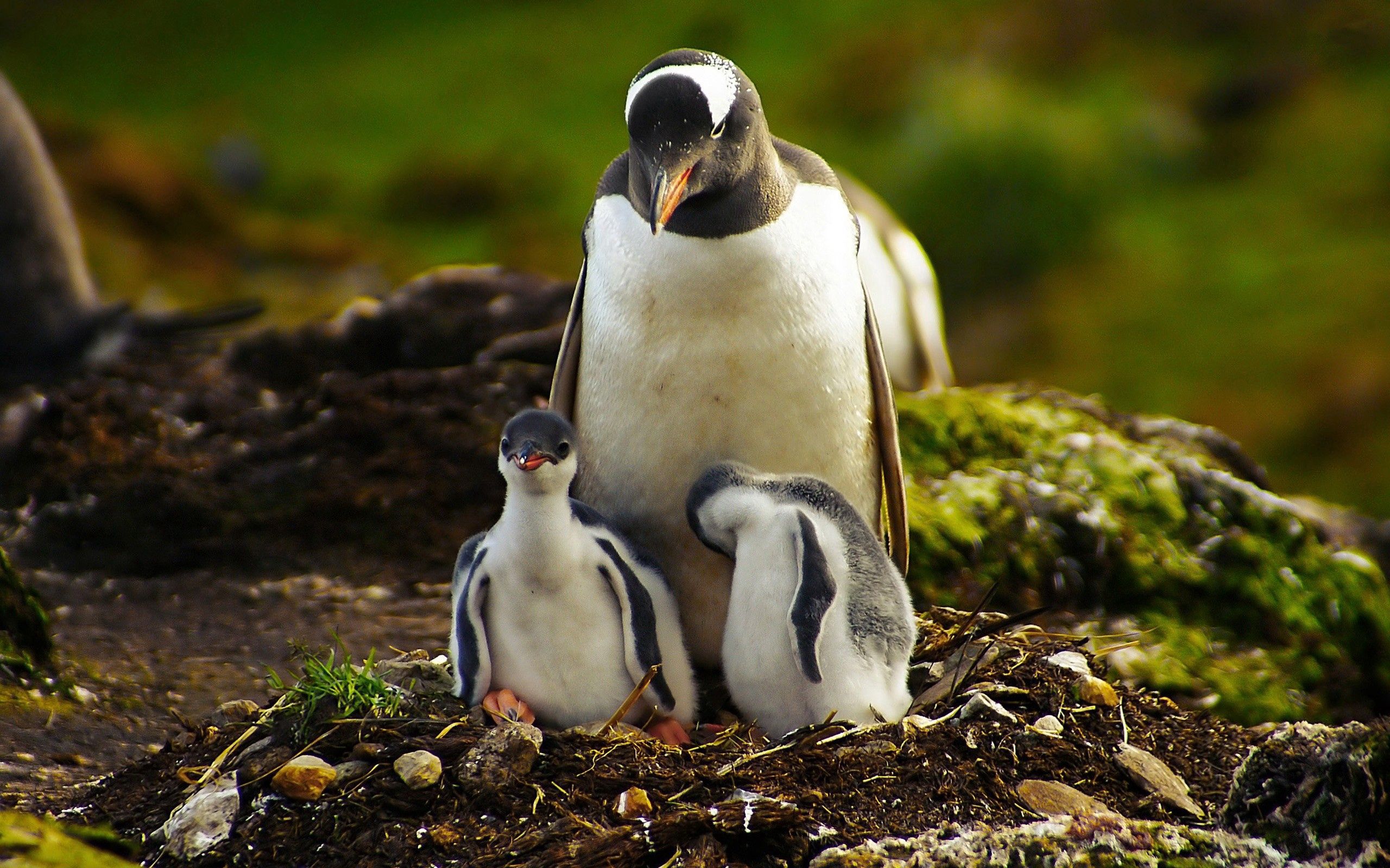 87264 Hintergrundbild herunterladen pinguins, tiere, vögel, grass, paar - Bildschirmschoner und Bilder kostenlos