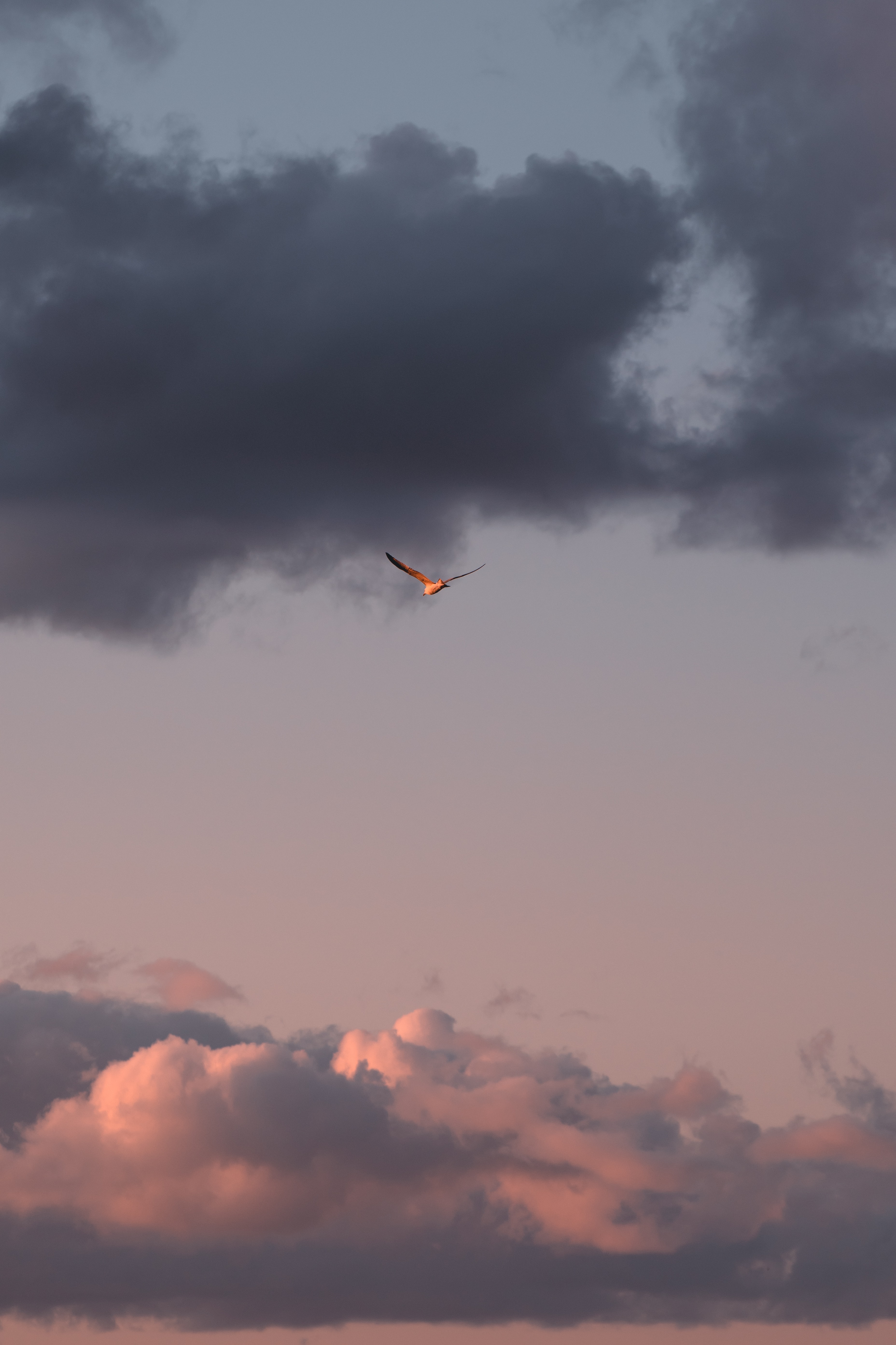 clouds, flight, minimalism, wings HD Wallpaper for Phone