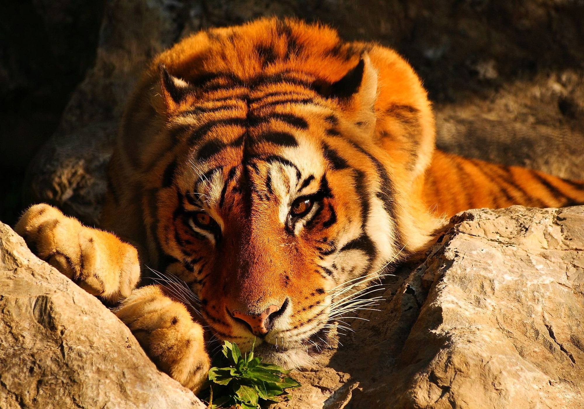 animals, stones, lies, sight, opinion, tiger, pensive lock screen backgrounds