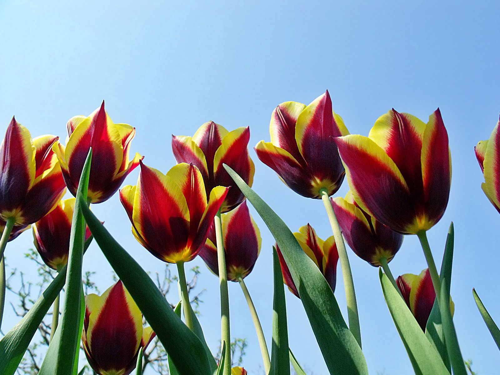 flowers, sky, tulips, loose, disbanded, spring, mottled, variegated phone background