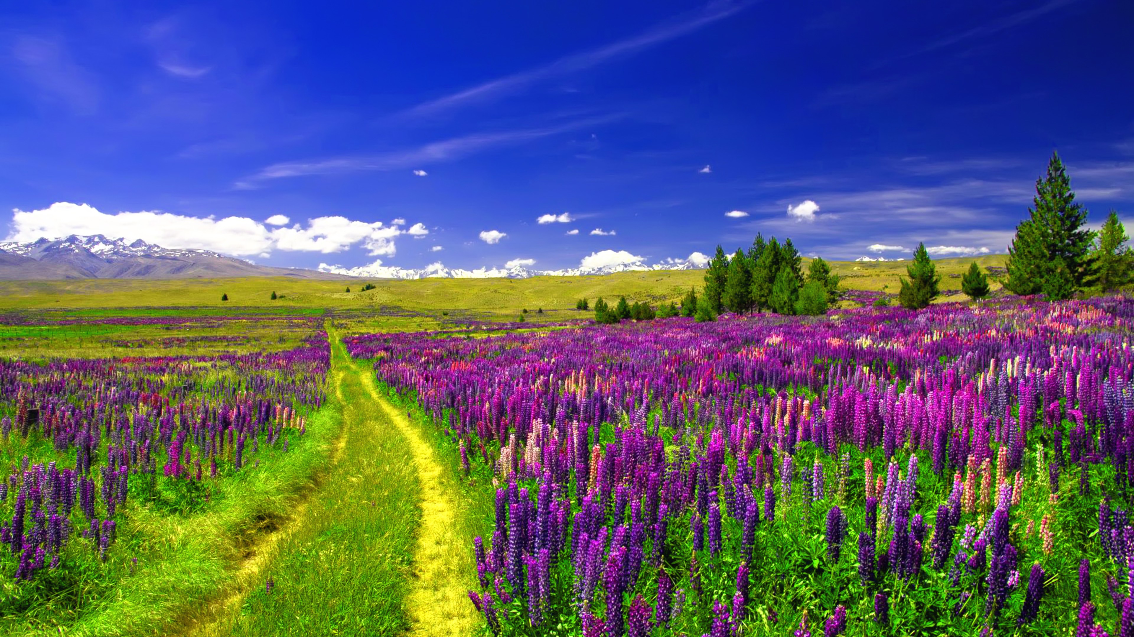 Cool Backgrounds  Purple Flower