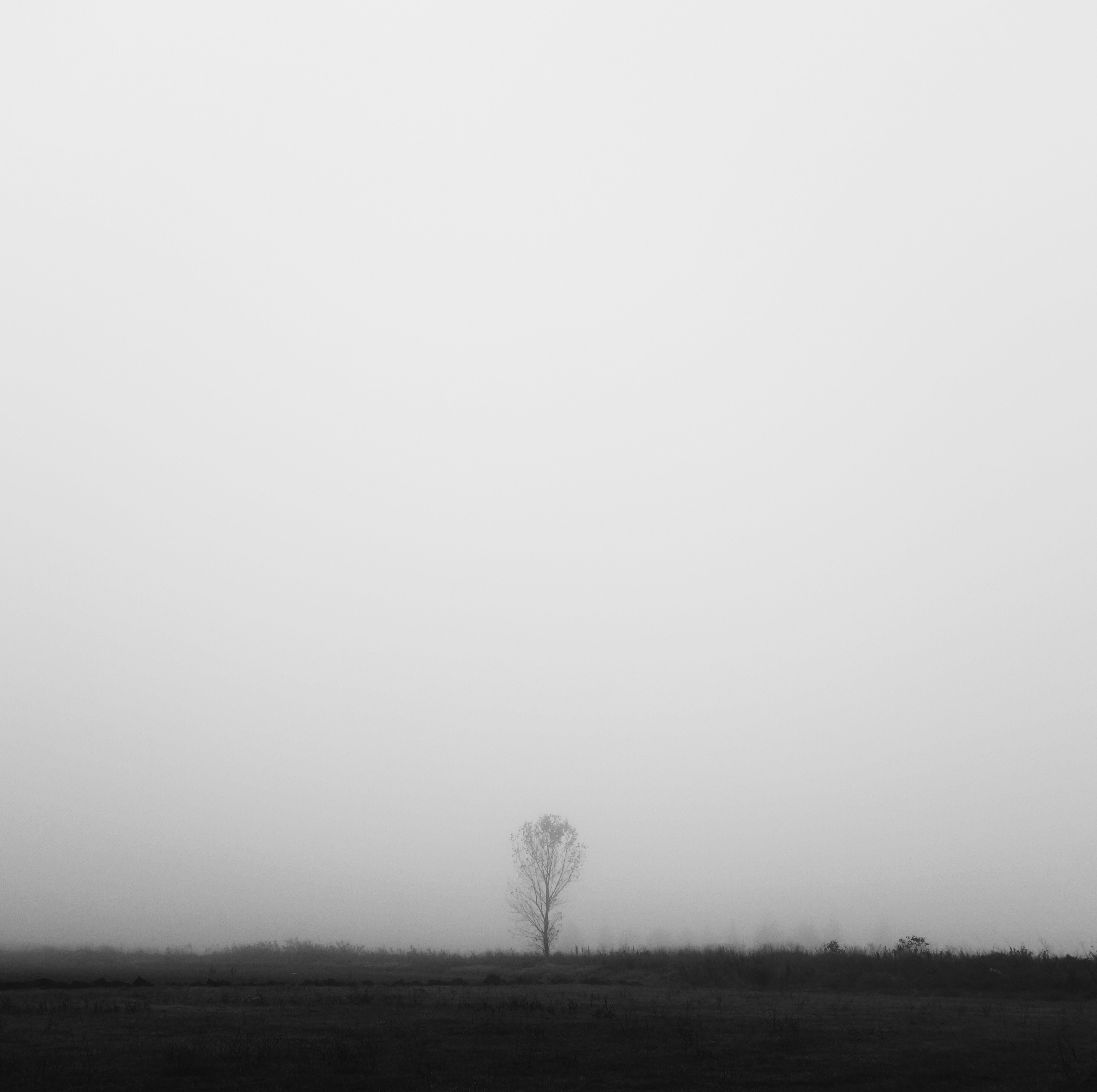 minimalism, wood, tree, fog, field, bw, chb, alone, lonely
