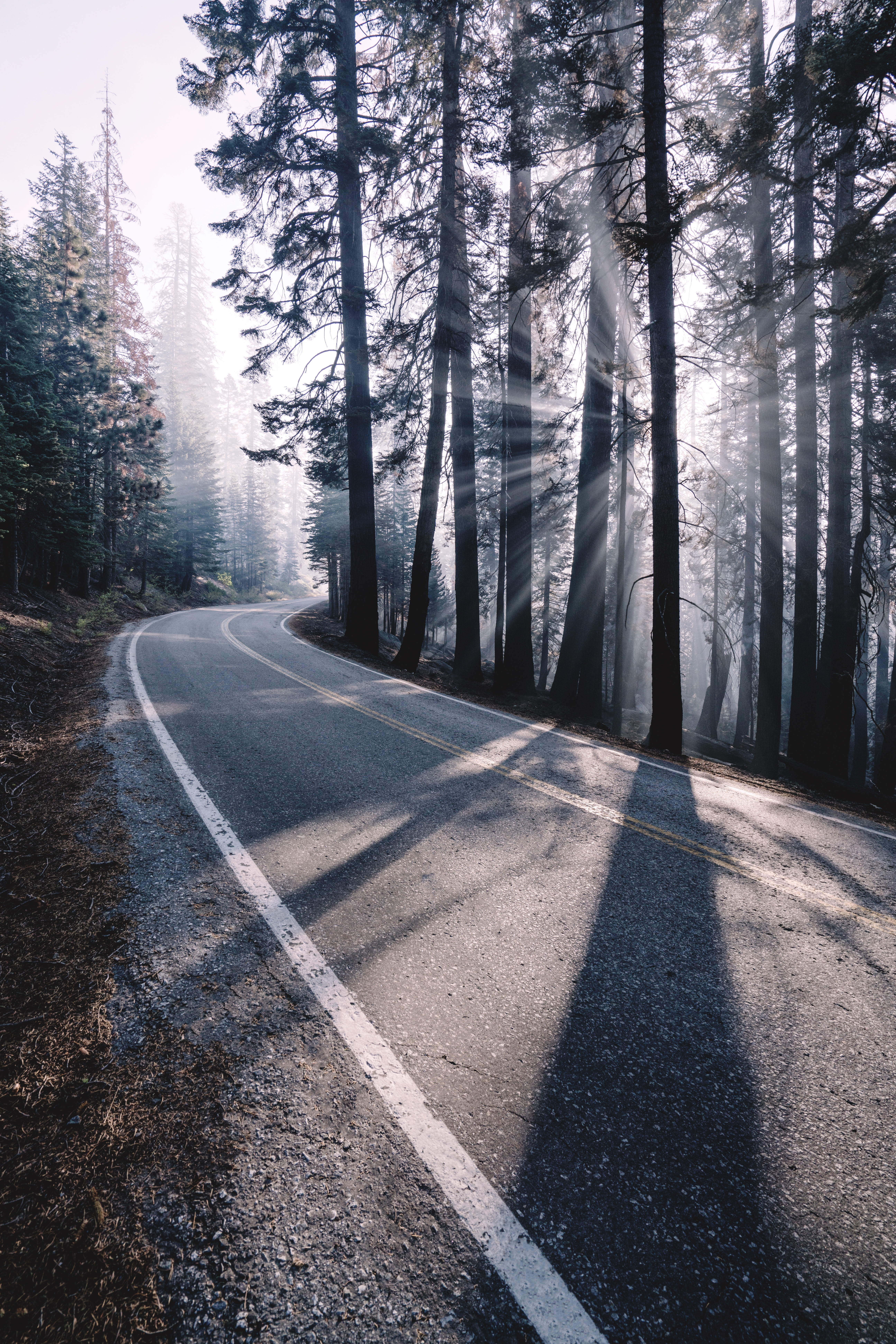 Phone Background Full HD road, trees, forest, turn