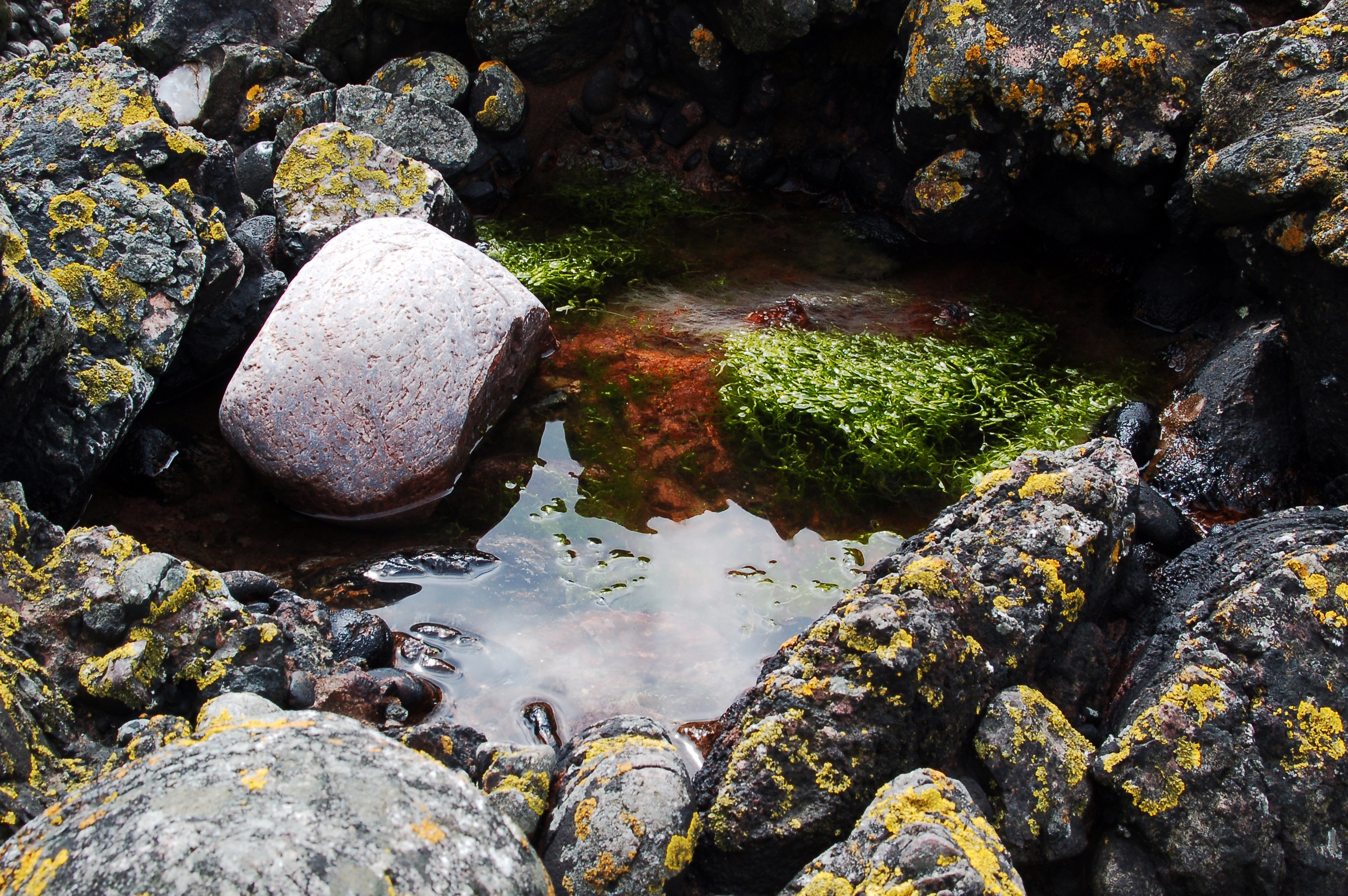 nature, water, stones, moss, puddle, porous, il, silt Full HD