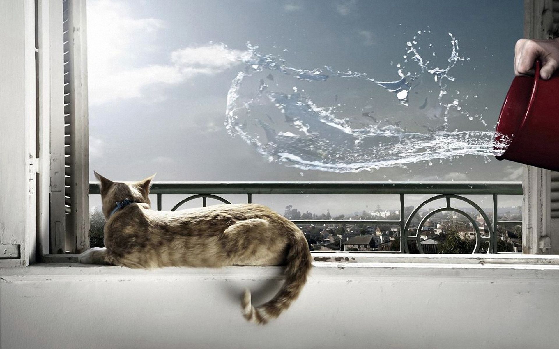water, lie, cat, window sill Vertical Wallpapers