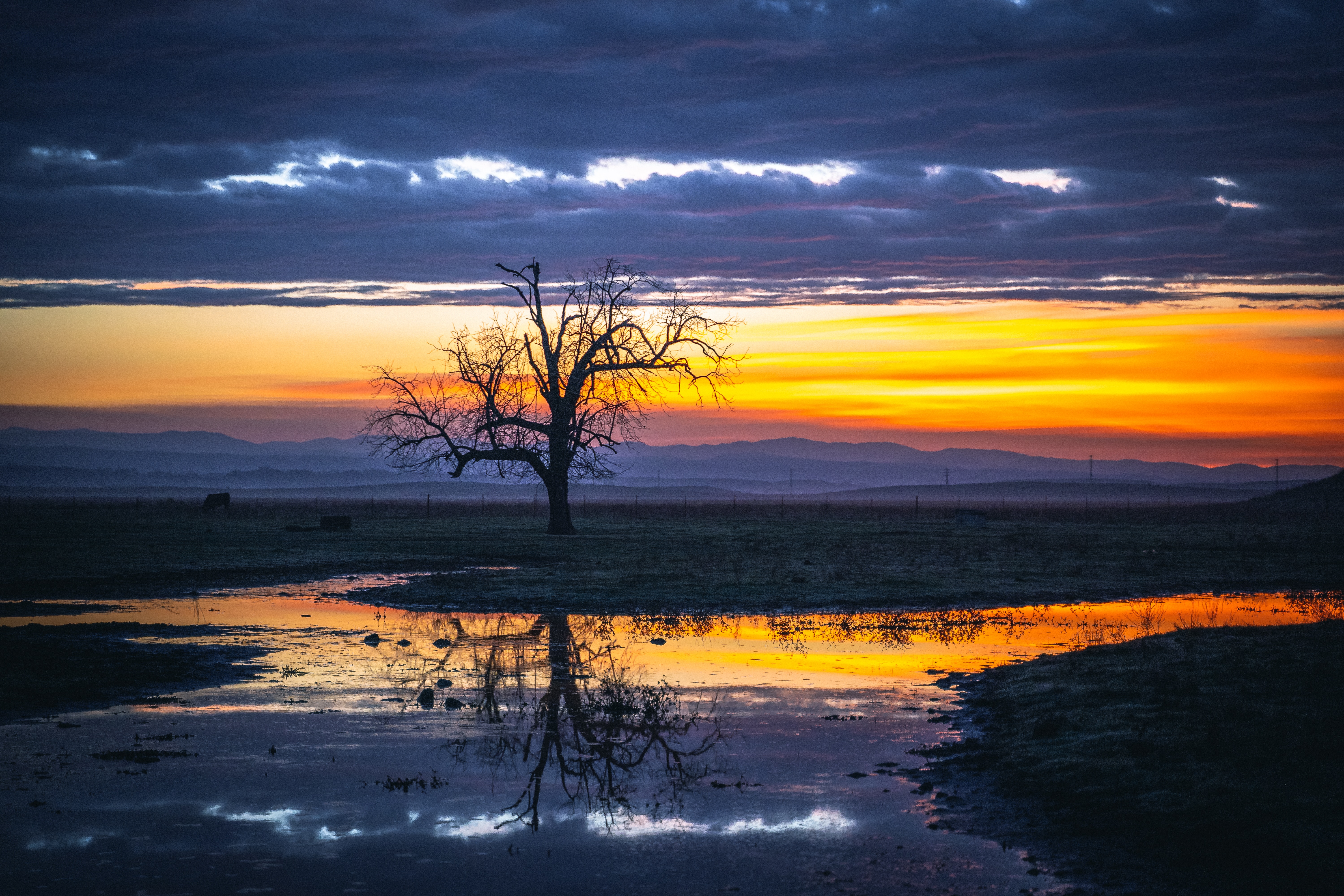 tree, nature, water, twilight, reflection, wood, dusk 4K