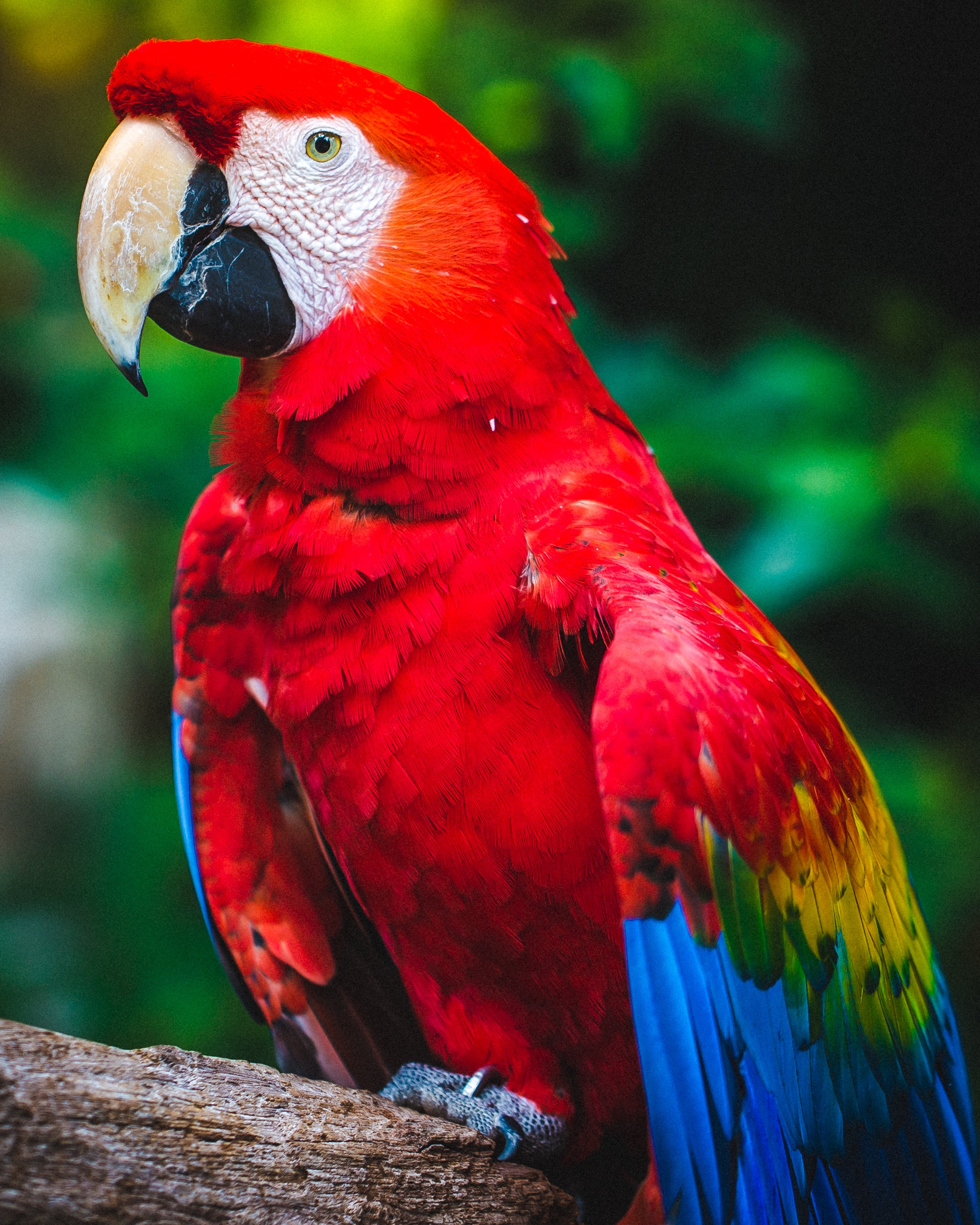 parrots, bird, color, red, animals, beak, macaw QHD