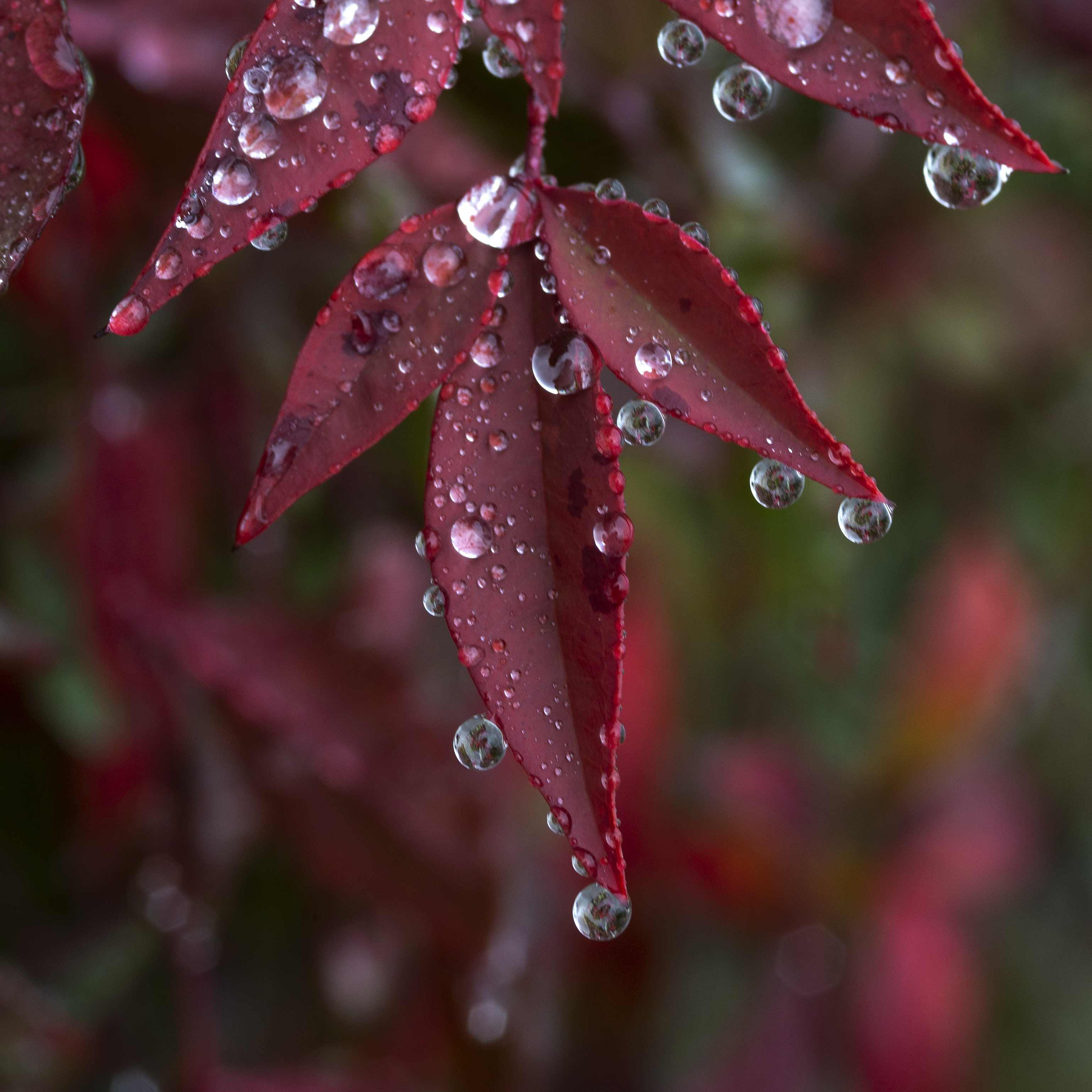 drops, macro, leaves, red, wet 2160p