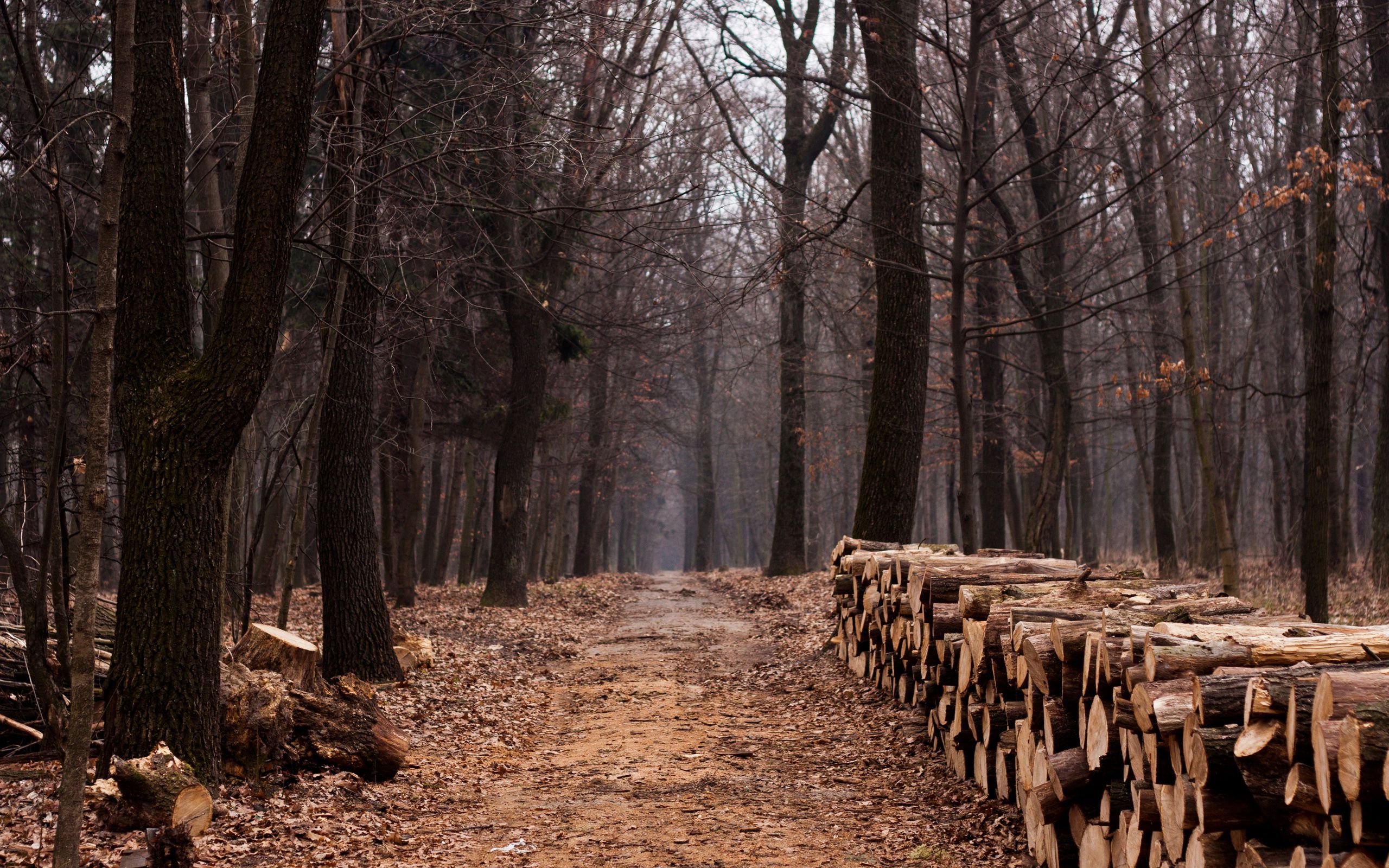 nature, trees, autumn, forest, firewood, stumps, logs