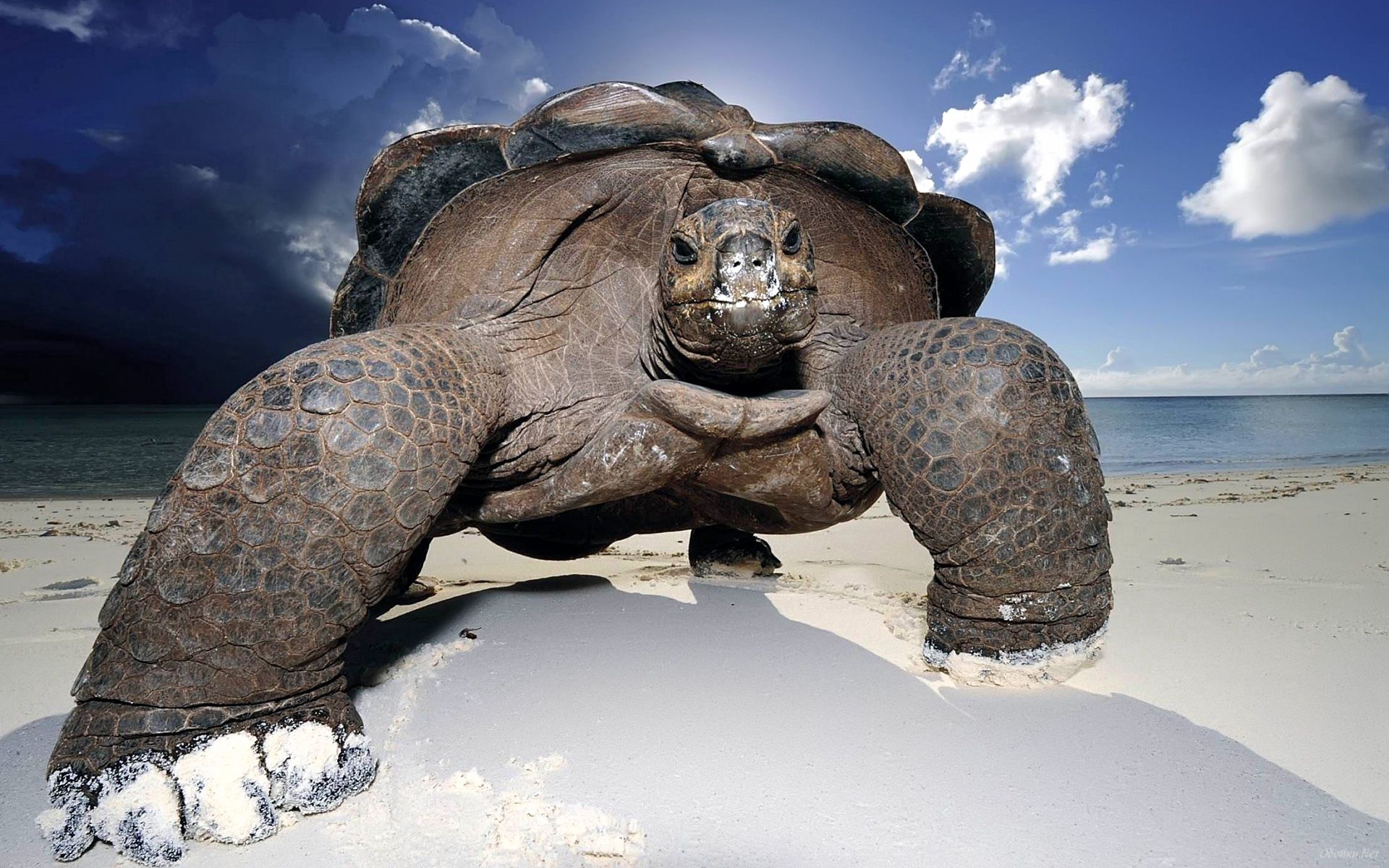 Laden Sie das Ufer, Tiere, Sand, Bank, Groß, Große, Schildkröte-Bild kostenlos auf Ihren PC-Desktop herunter