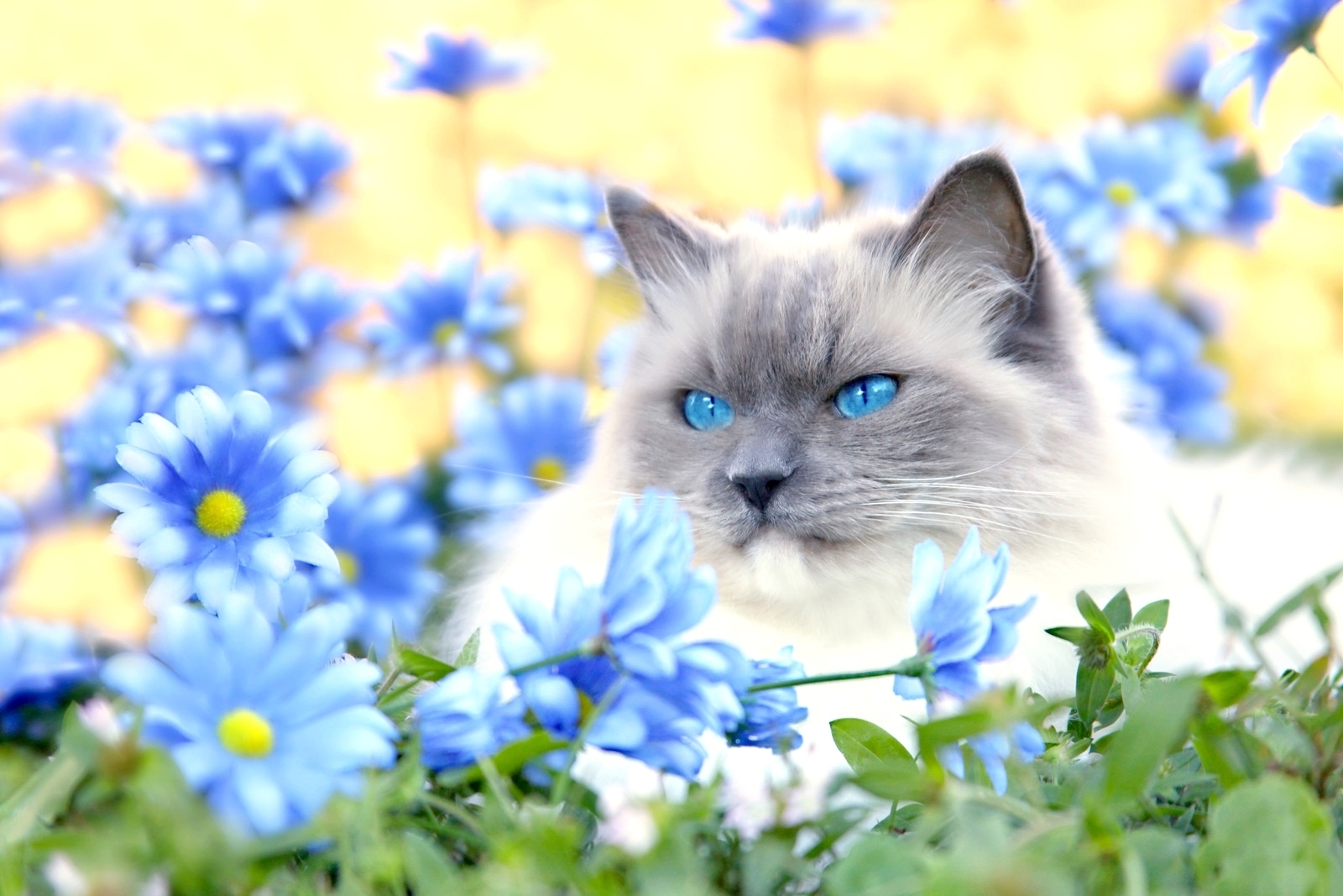 animals, flowers, grass, cat, fluffy, to lie down, lie, sight, opinion, blue eyed, blue-eyed