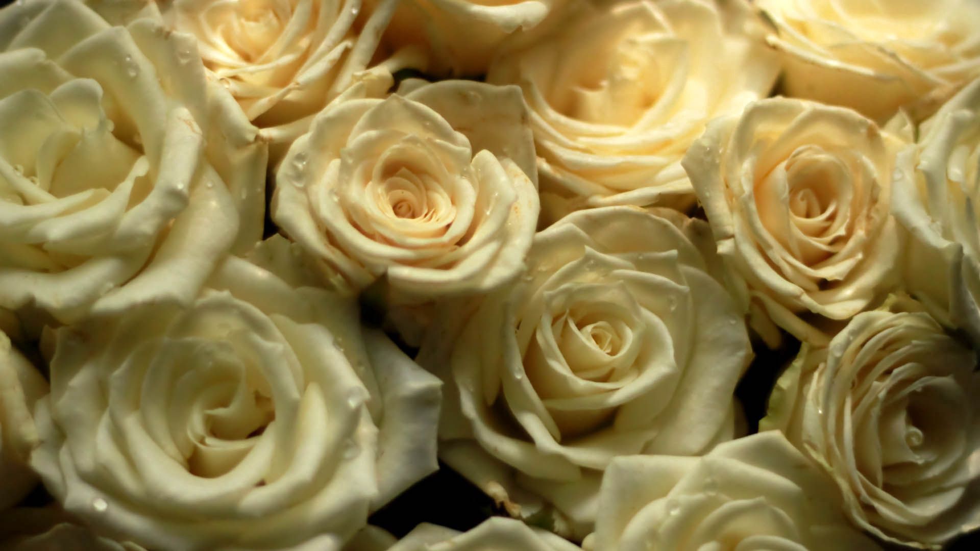 Handy-Wallpaper Blumen, Roses, Strauß, Bouquet, Komposition, Zusammensetzung kostenlos herunterladen.