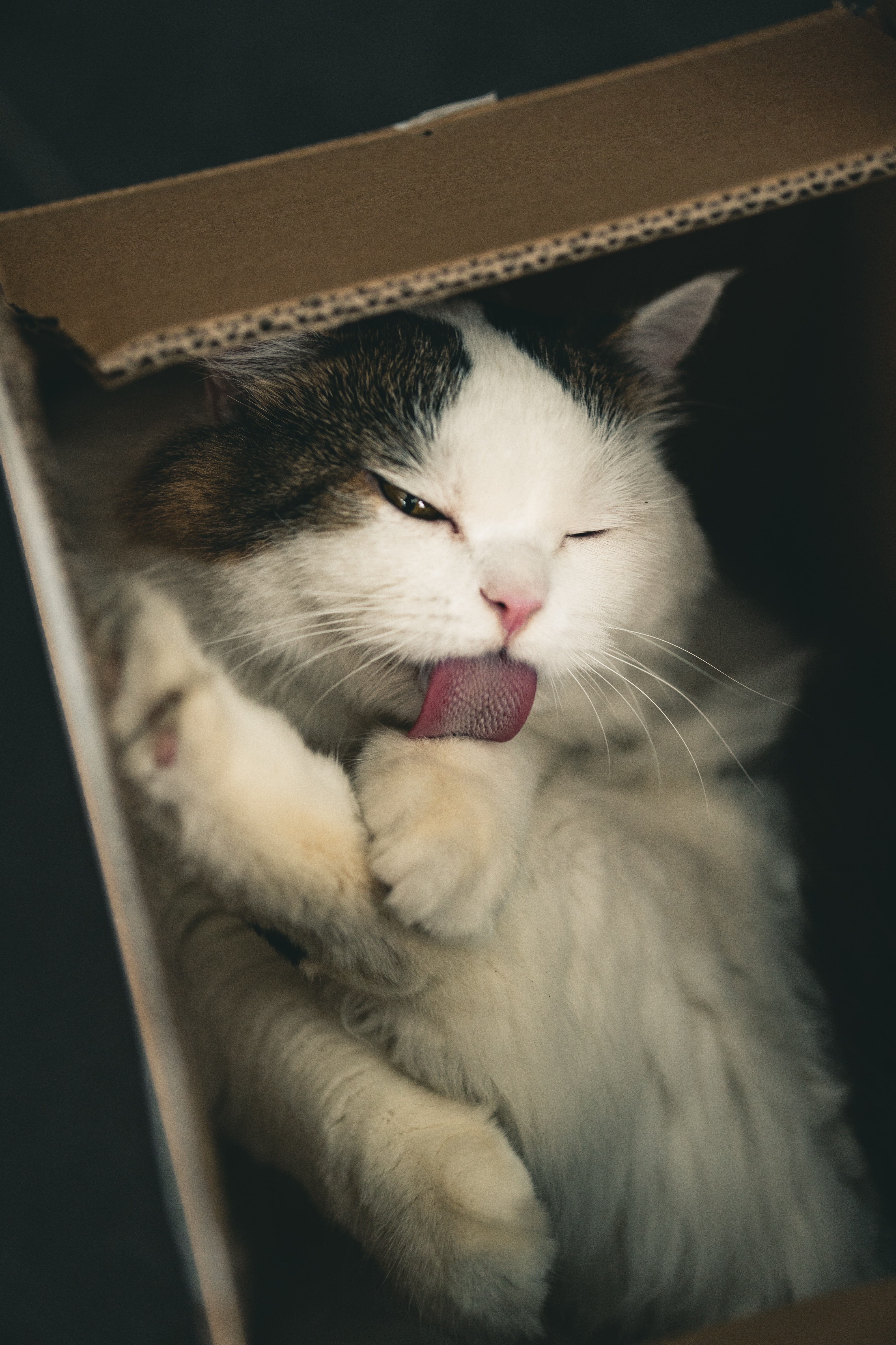 67480 Screensavers and Wallpapers Box for phone. Download animals, cat, fluffy, pet, nice, sweetheart, protruding tongue, tongue stuck out, box pictures for free
