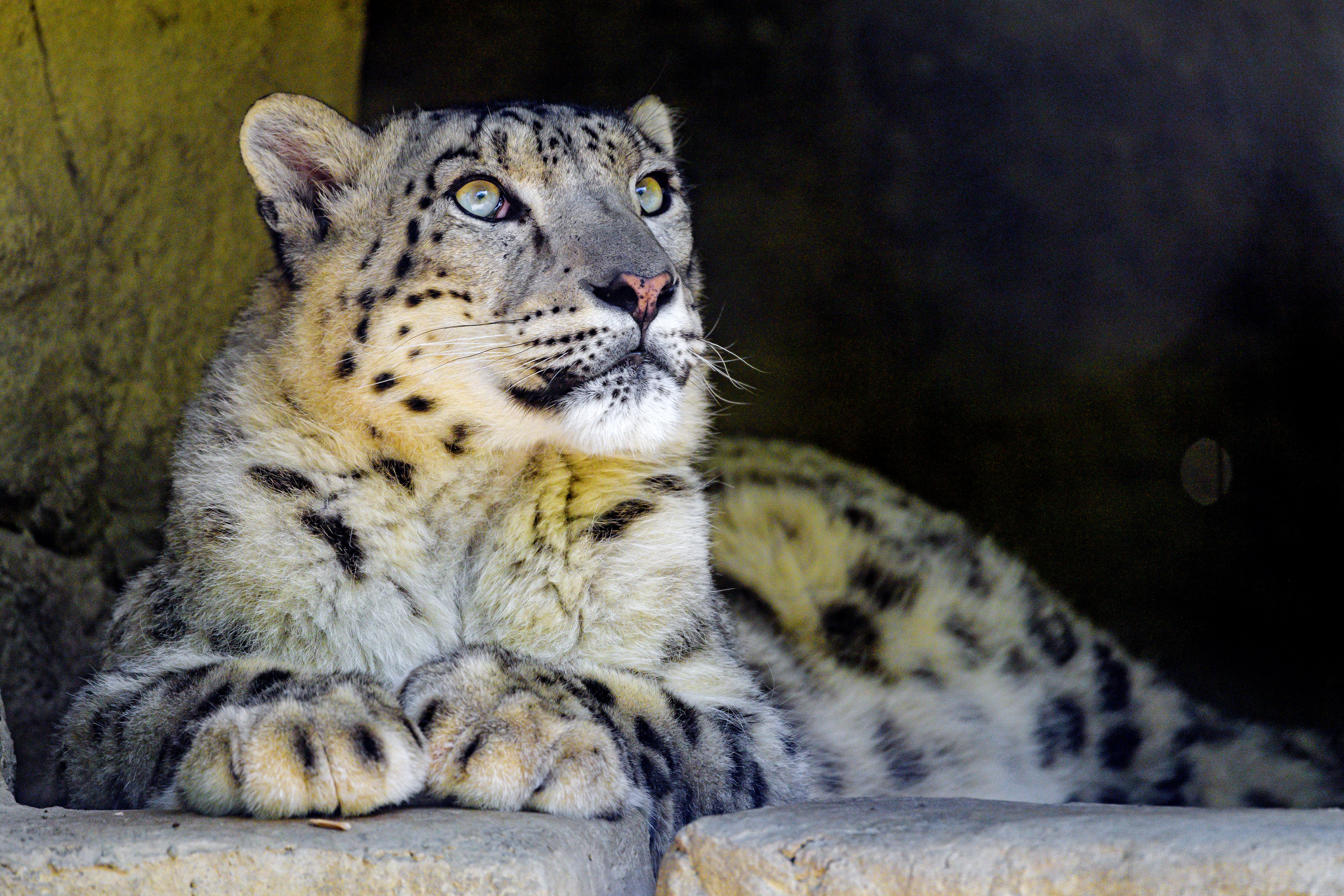 103189 économiseurs d'écran et fonds d'écran Snow Leopard sur votre téléphone. Téléchargez les rochers, opinion, prédateur, fauve images gratuitement