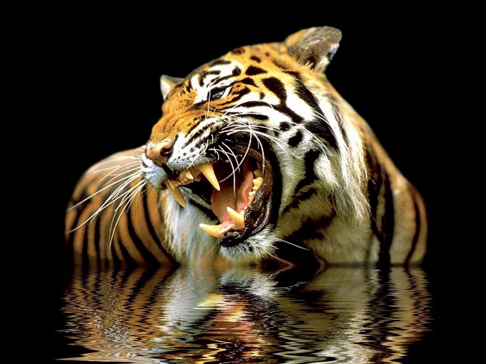 3195 télécharger le fond d'écran tigres, animaux - économiseurs d'écran et images gratuitement