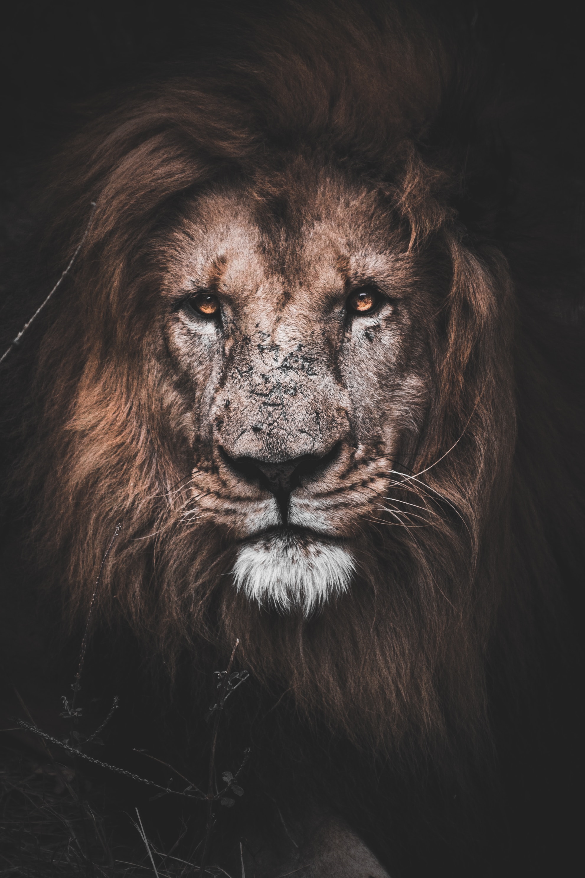 HD wallpaper big cat, sight, animals, lion, predator, opinion