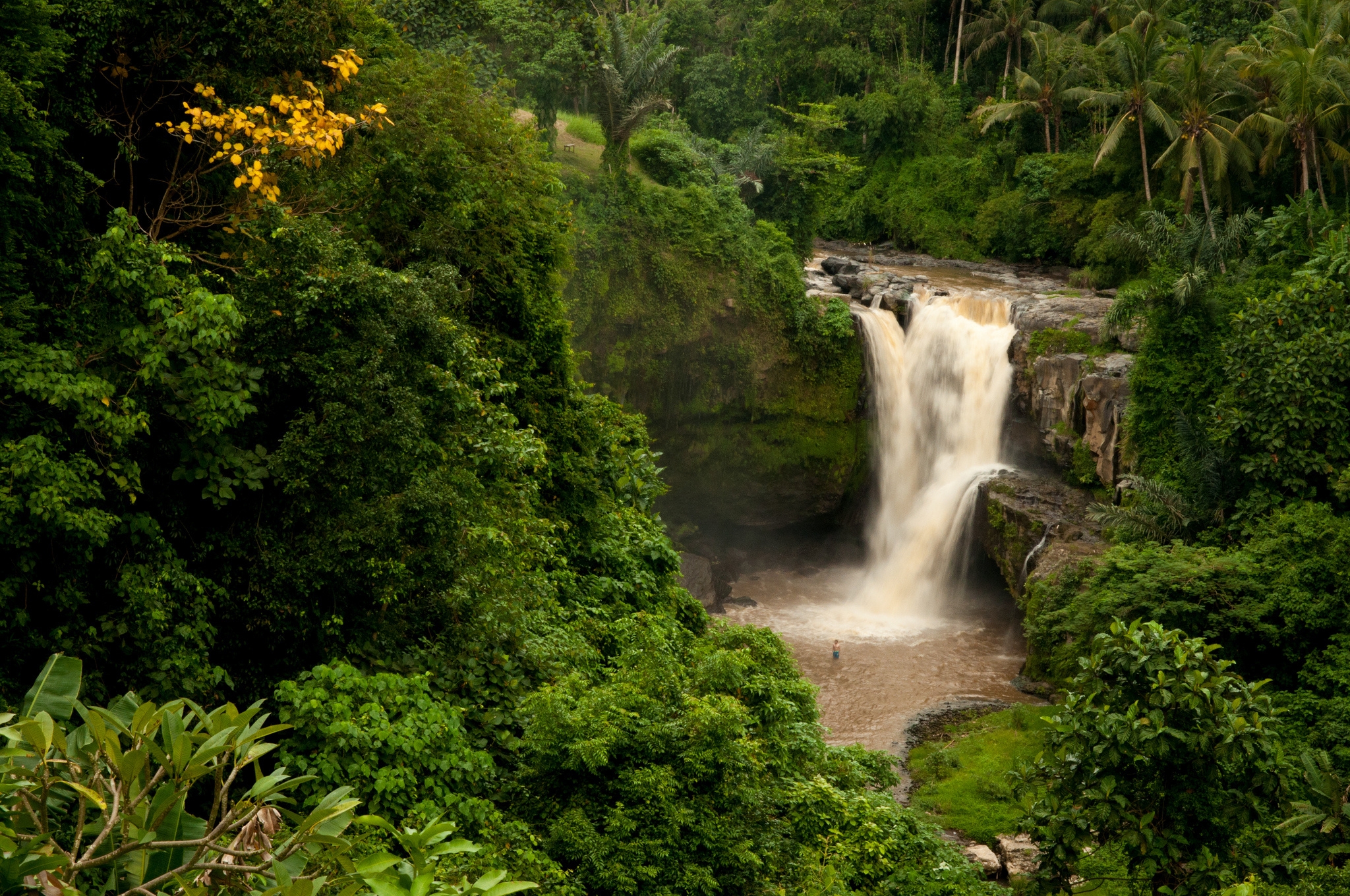 indonesia, palms, nature, rock, waterfall, forest, bali