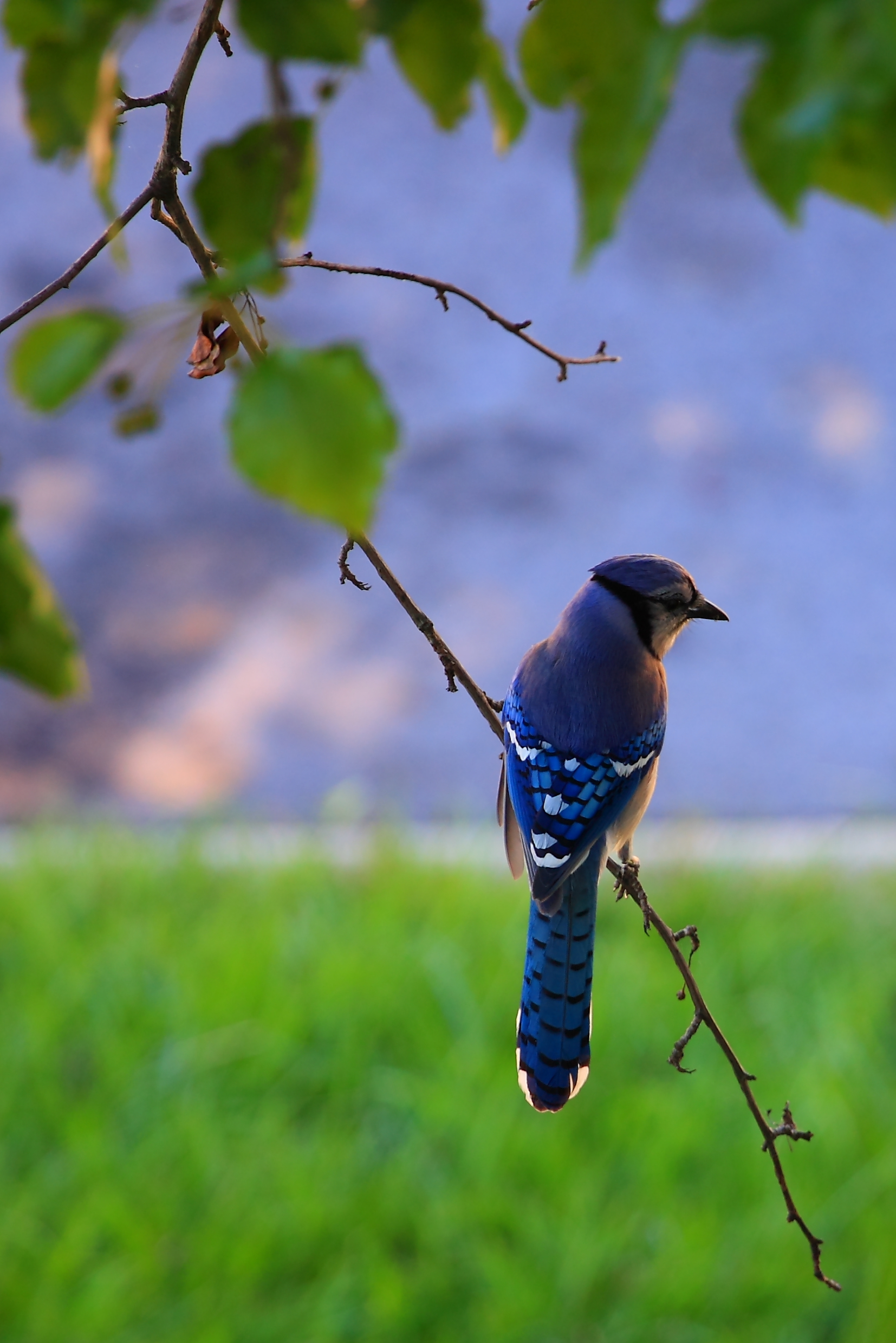 bird, animals, feather, blue, beak, branch for android