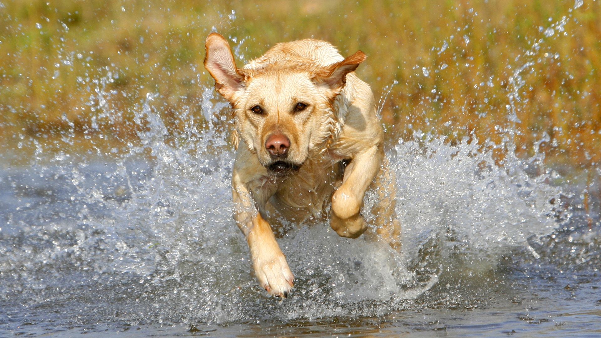 Laden Sie das Tiere, Hund, Schnauze, Spray, Sprühen, Weglaufen, Ausführen-Bild kostenlos auf Ihren PC-Desktop herunter