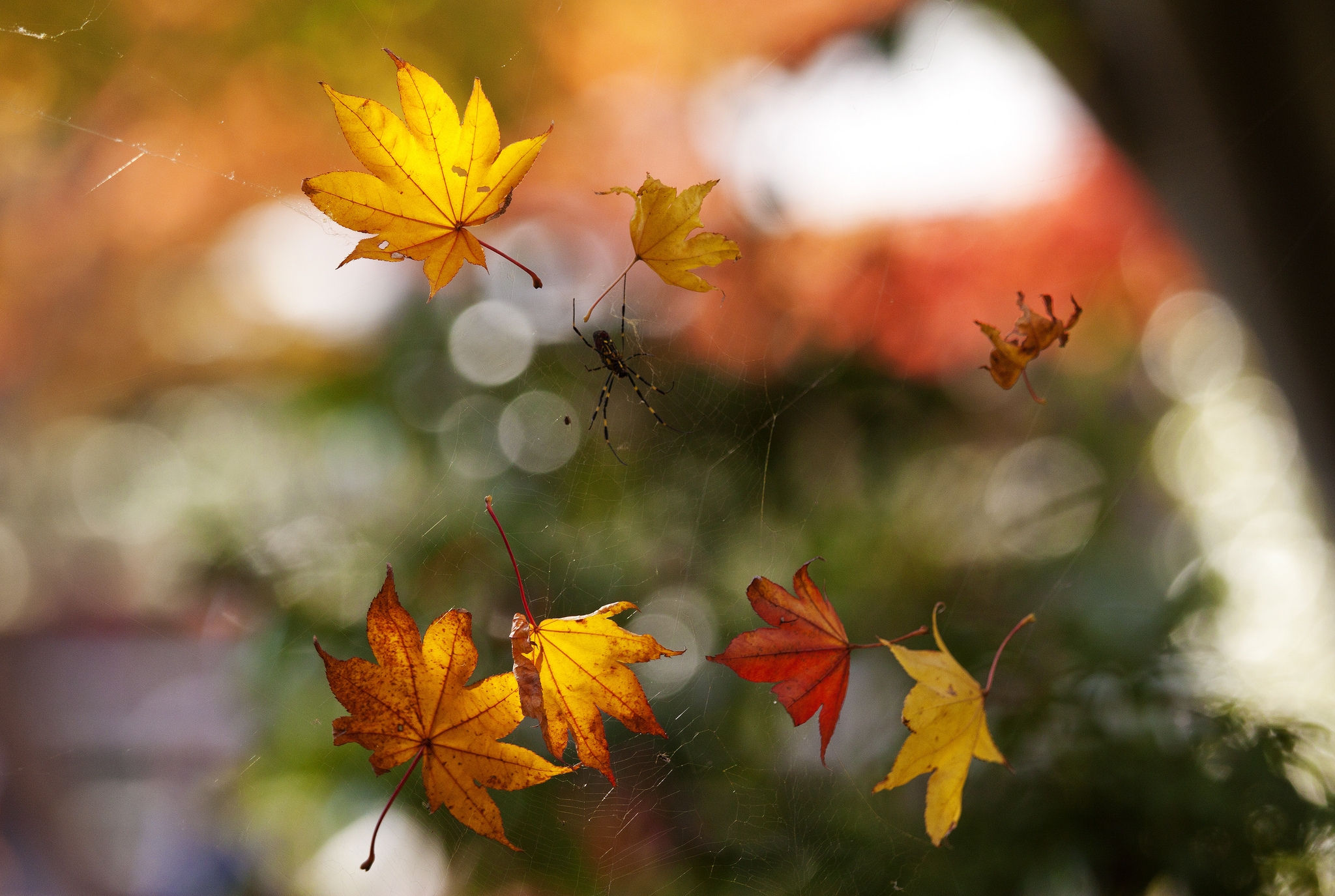 autumn, web, macro, foliage, bokeh, boquet, spider 1080p